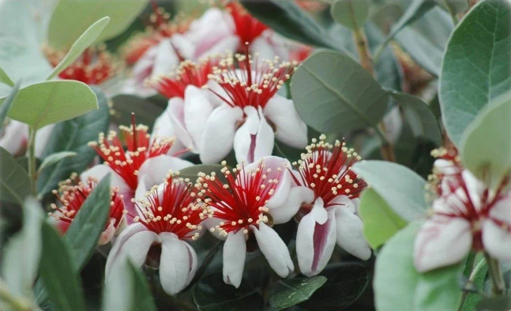 2b Feijoa Mammouth.jpg