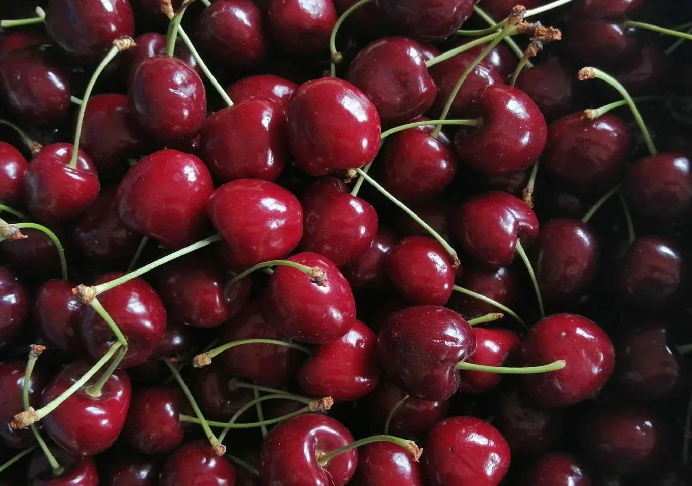 Cerisier Bigarreau "Duroni"