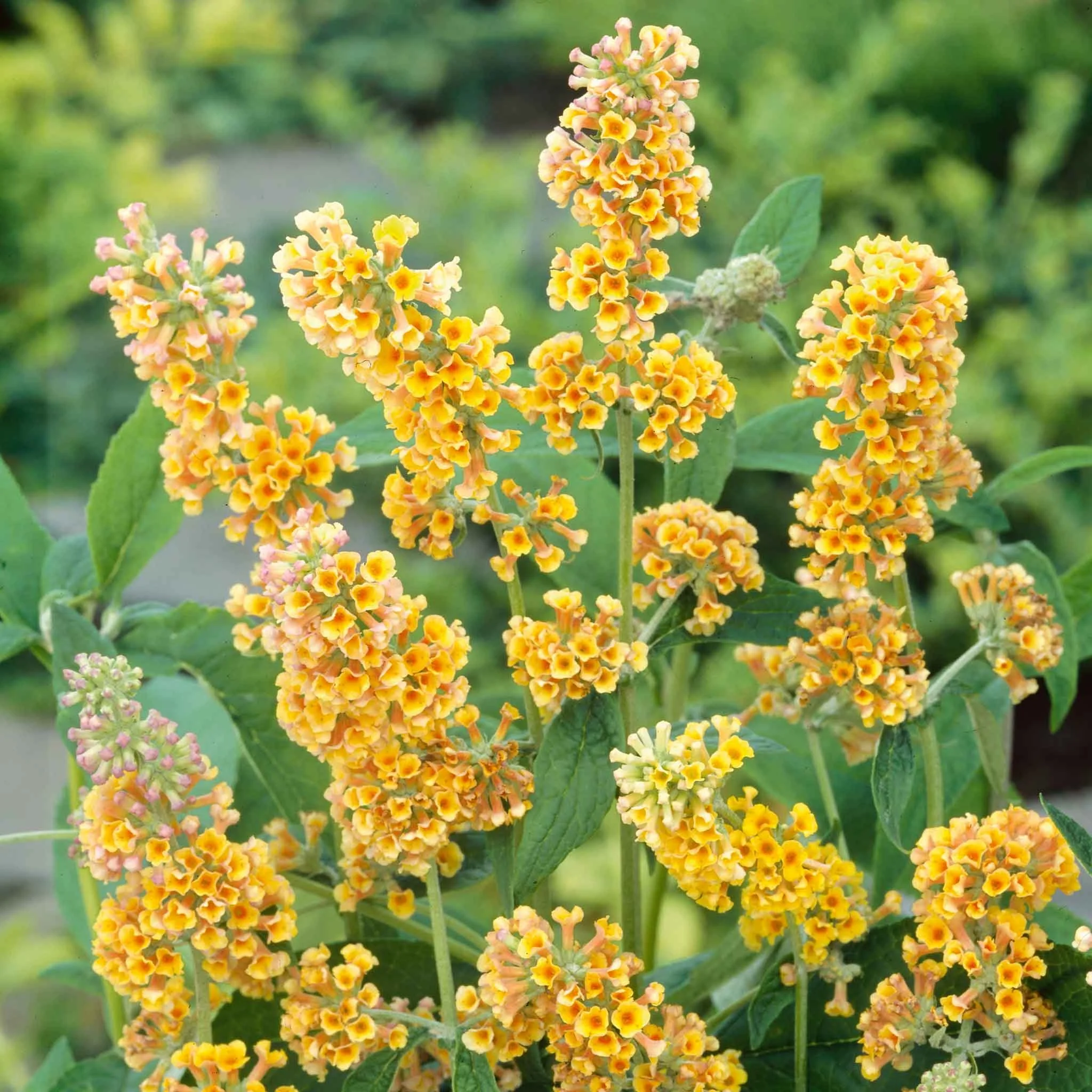 Buddelia-Sungold-51405032-nova.jpg