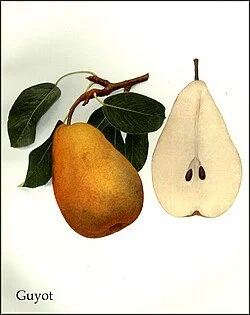 Hedrick_(1921)_-_Guyot.jpg