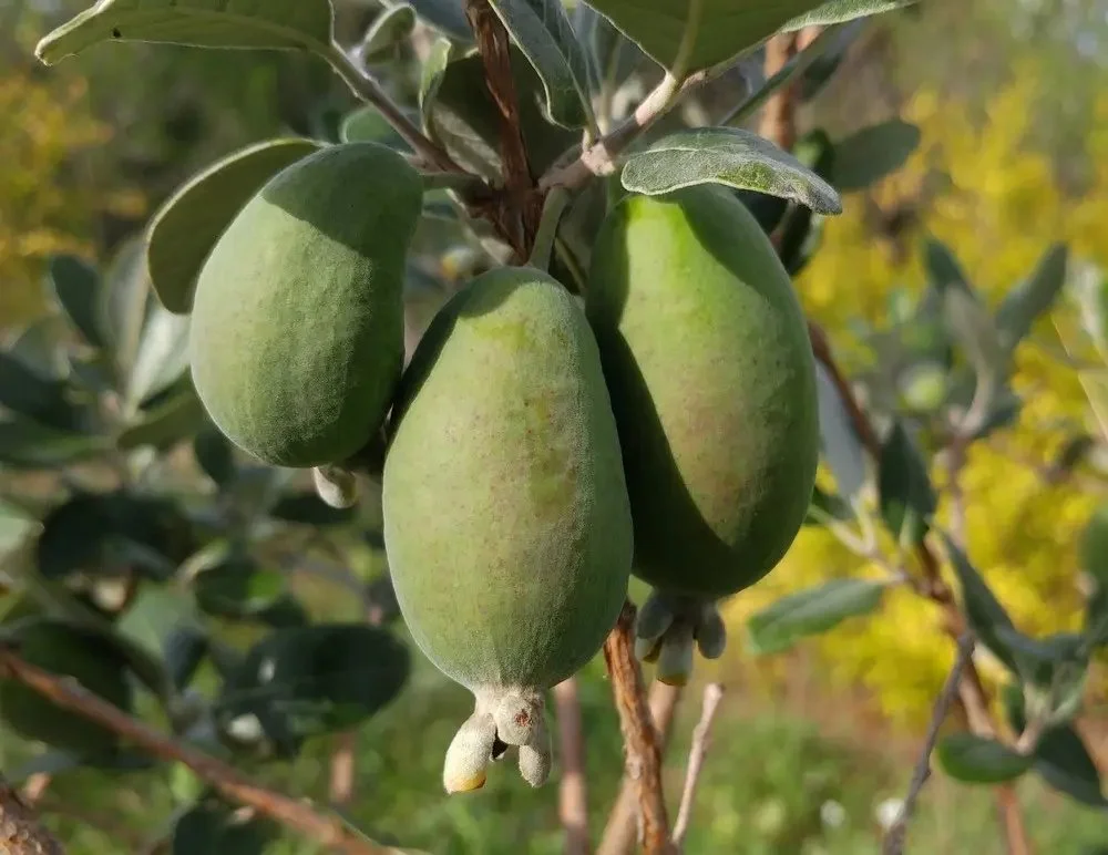 3a Feijoa Marian.jpg