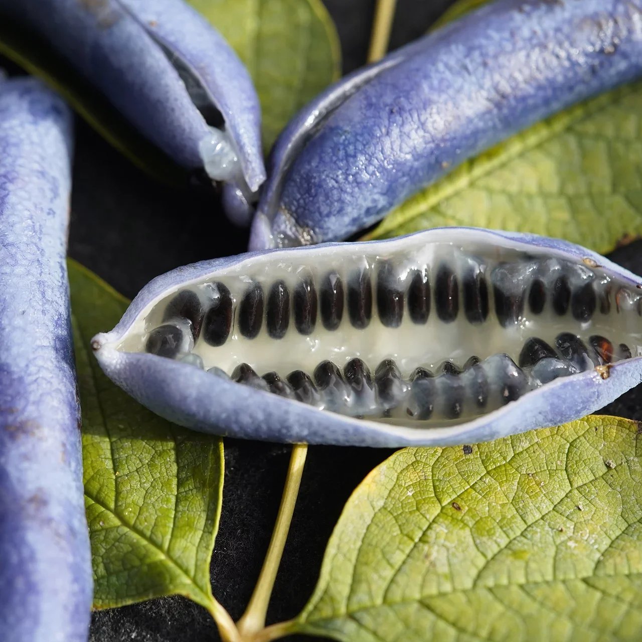 Arbre aux haricots bleus