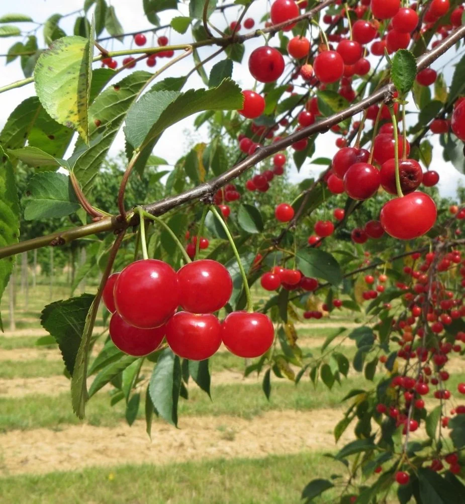cerisier_prunus_montmorency_1_80.jpg
