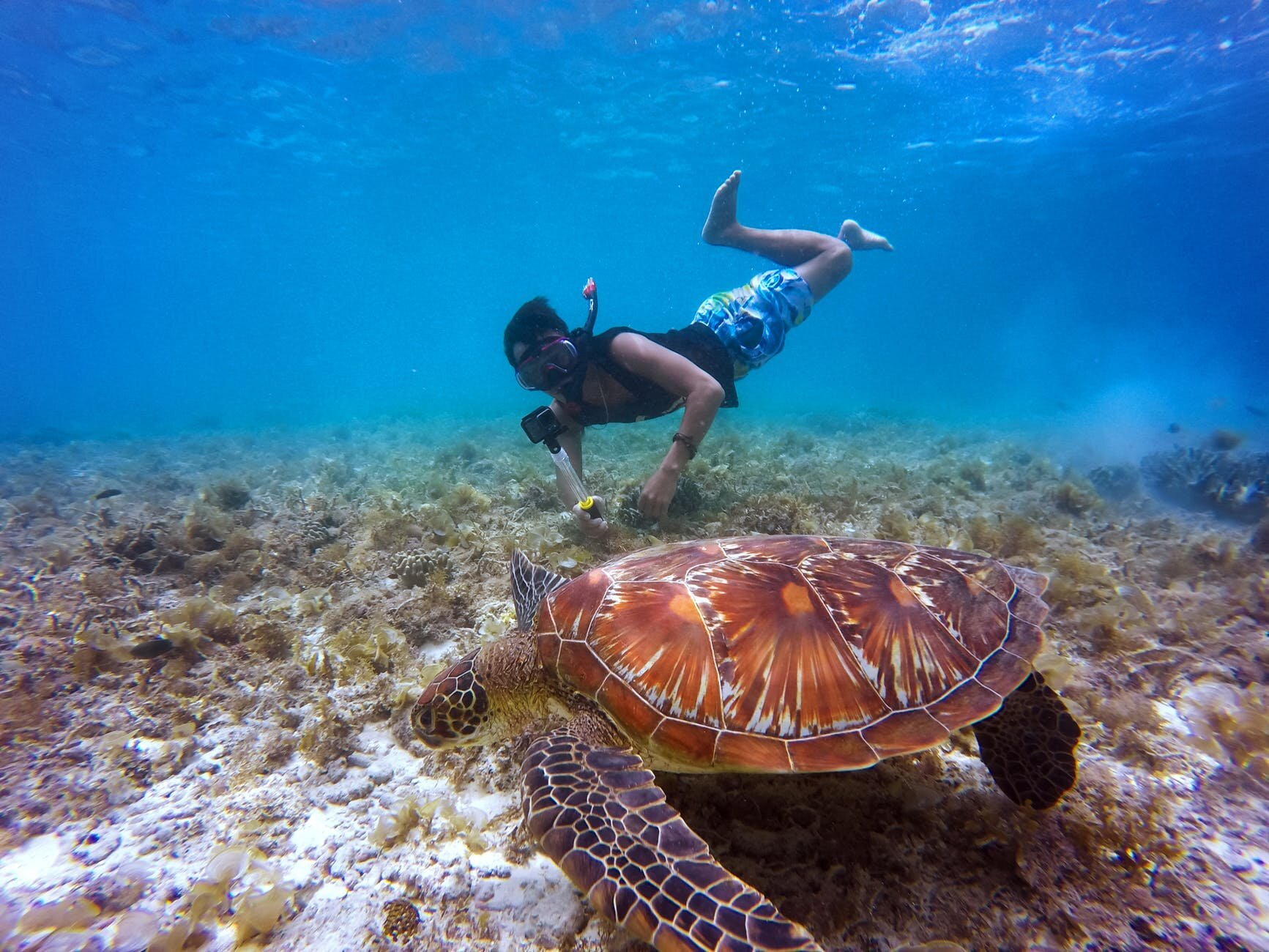 snorkel.jpeg