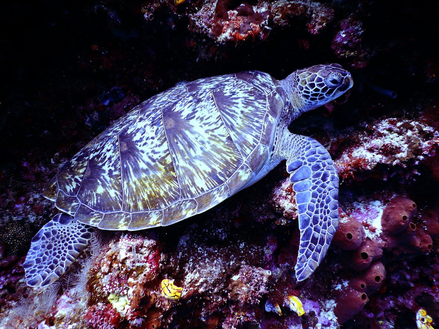 underwater-photography-of-brown-sea-turtle-668867.jpeg