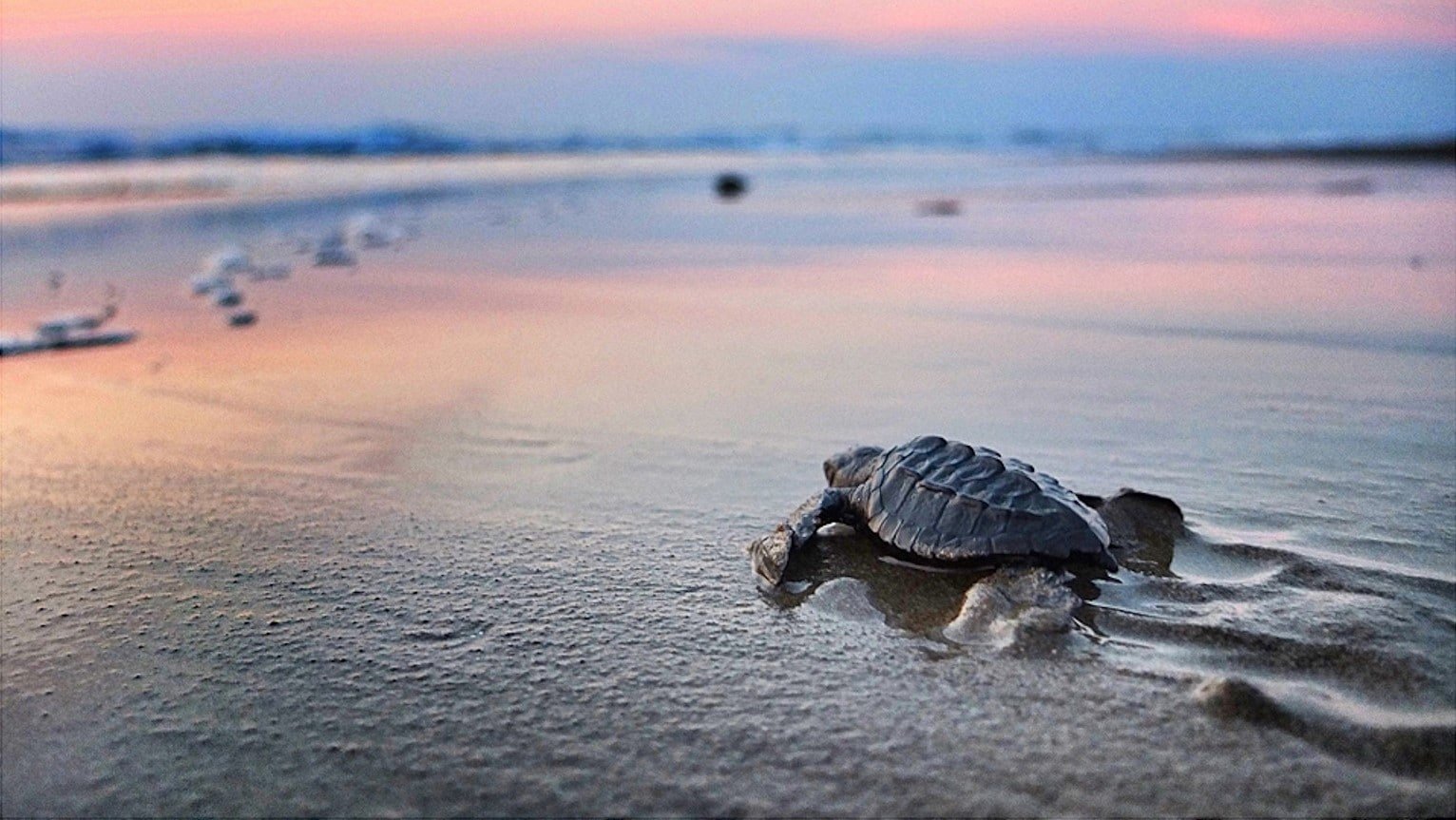 turtle_release1.jpg