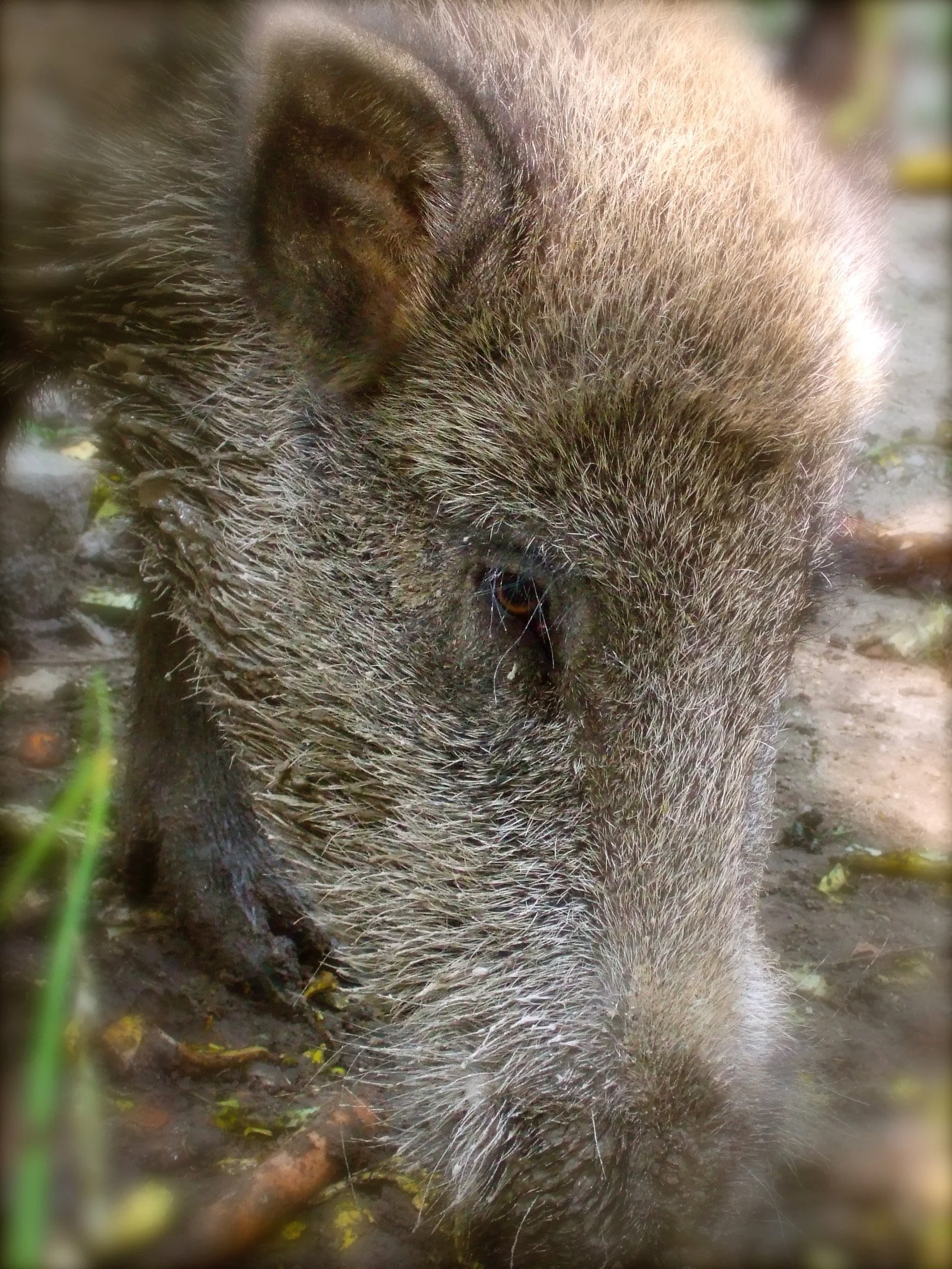 DSCF9870 Wildschwein.jpg