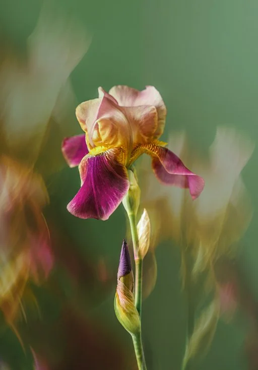iris.jpg