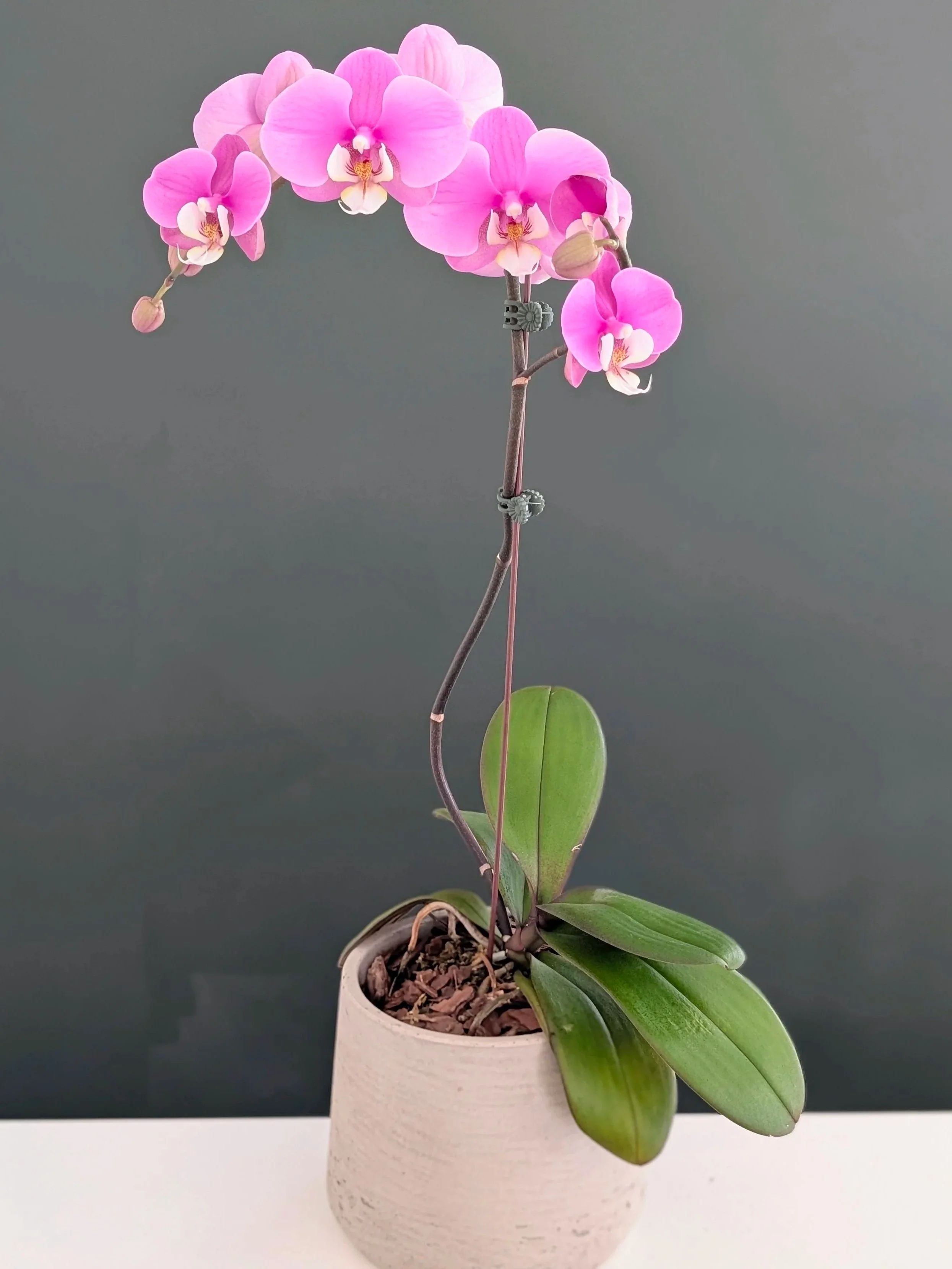 Single Stem Potted Phalaenopsis Orchid