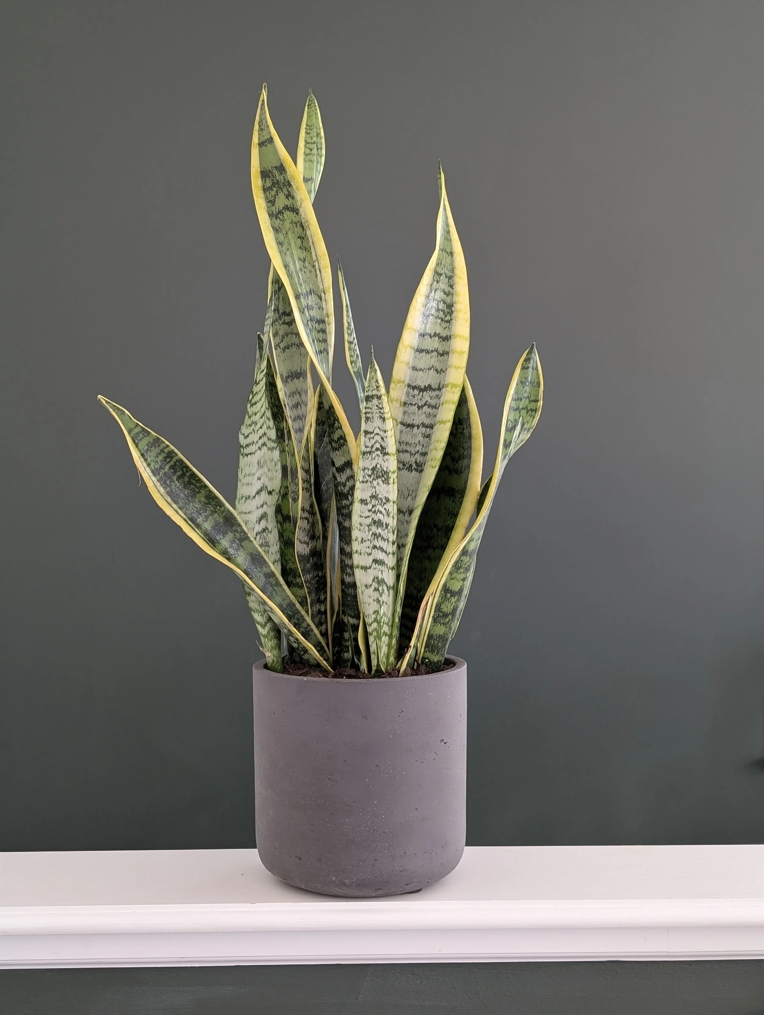 Dracaena Trifasciata (Snake Plant)