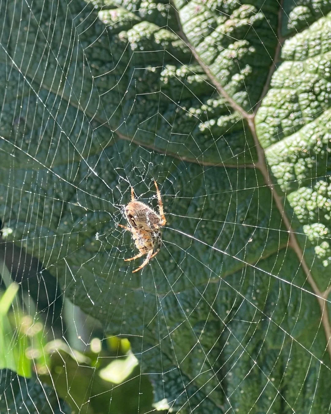 Spider Experience