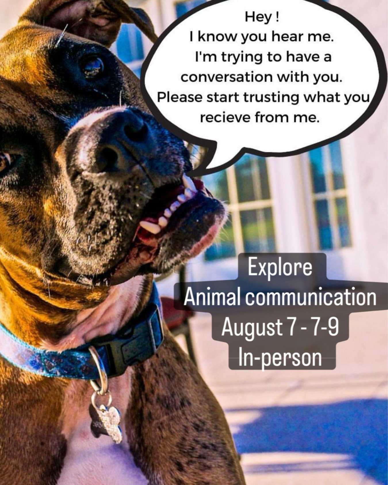 Animals are loving, compassionate and responsive.  When you engage in communication with them they are super stoked and turn up the volume. 

Communicating with animals requires you to trust what you receive to keep the conversation going. ⁠

Speakin