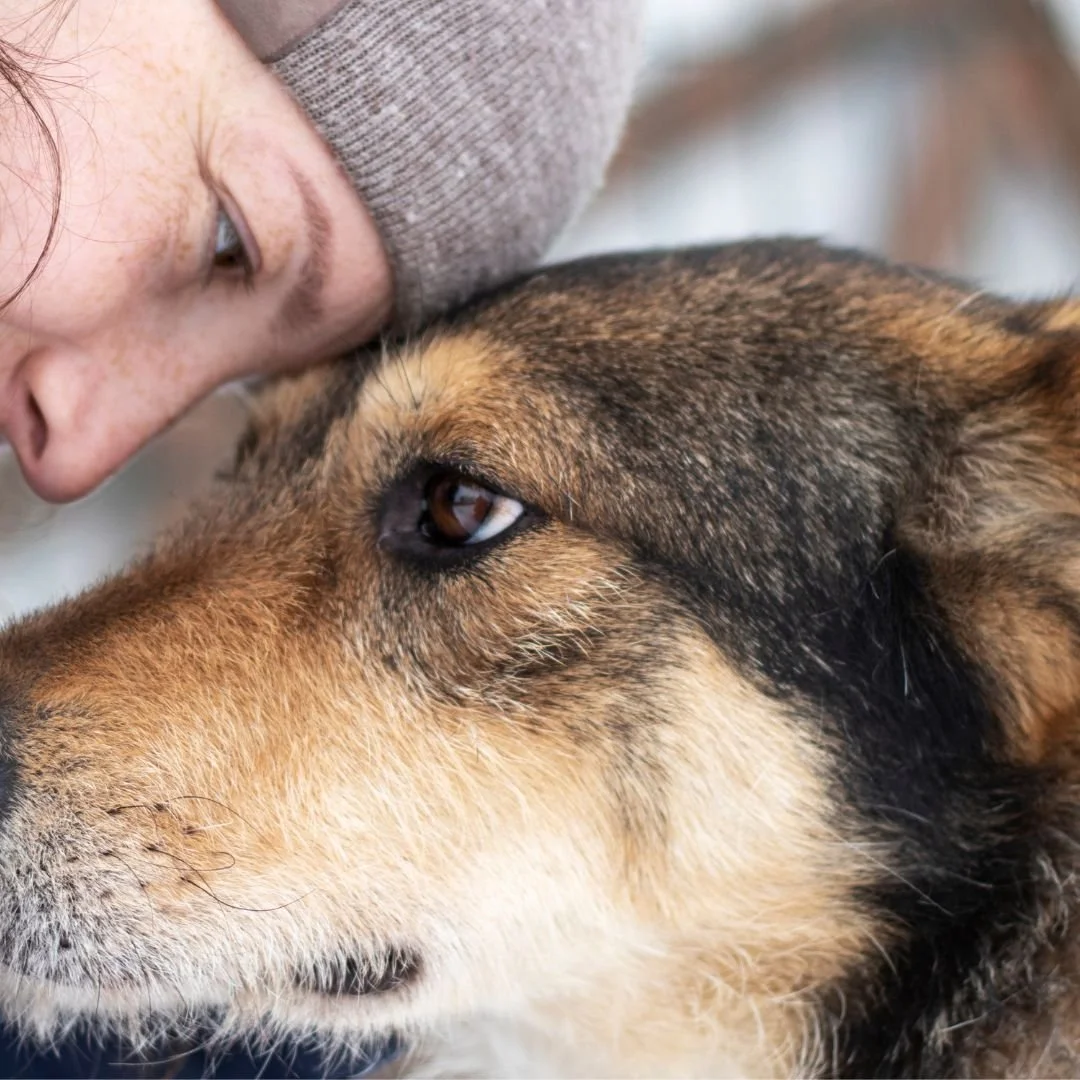 Did you know you can talk to the animals? Online 