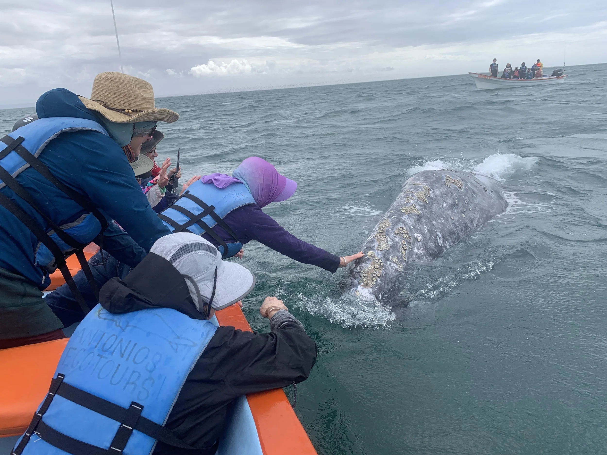Ceremonial Gray Whale Retreat 