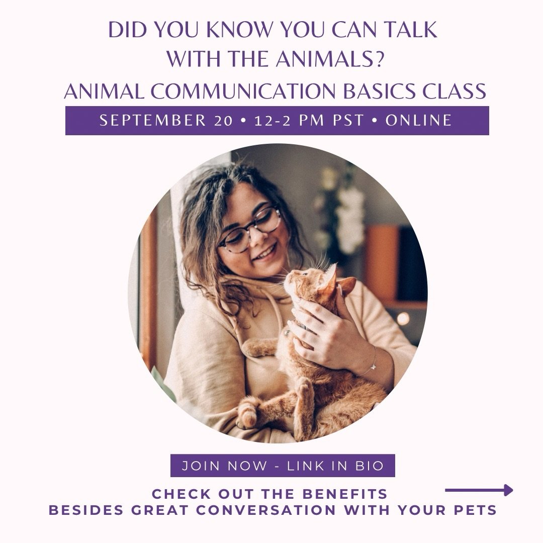 Learn Animal Communications Basics and discover the secrets to understanding your animal companion&rsquo;s needs and desires.

Animals are excellent teachers of telepathy and intuition and they are so willing to turn up the volume for you to master t