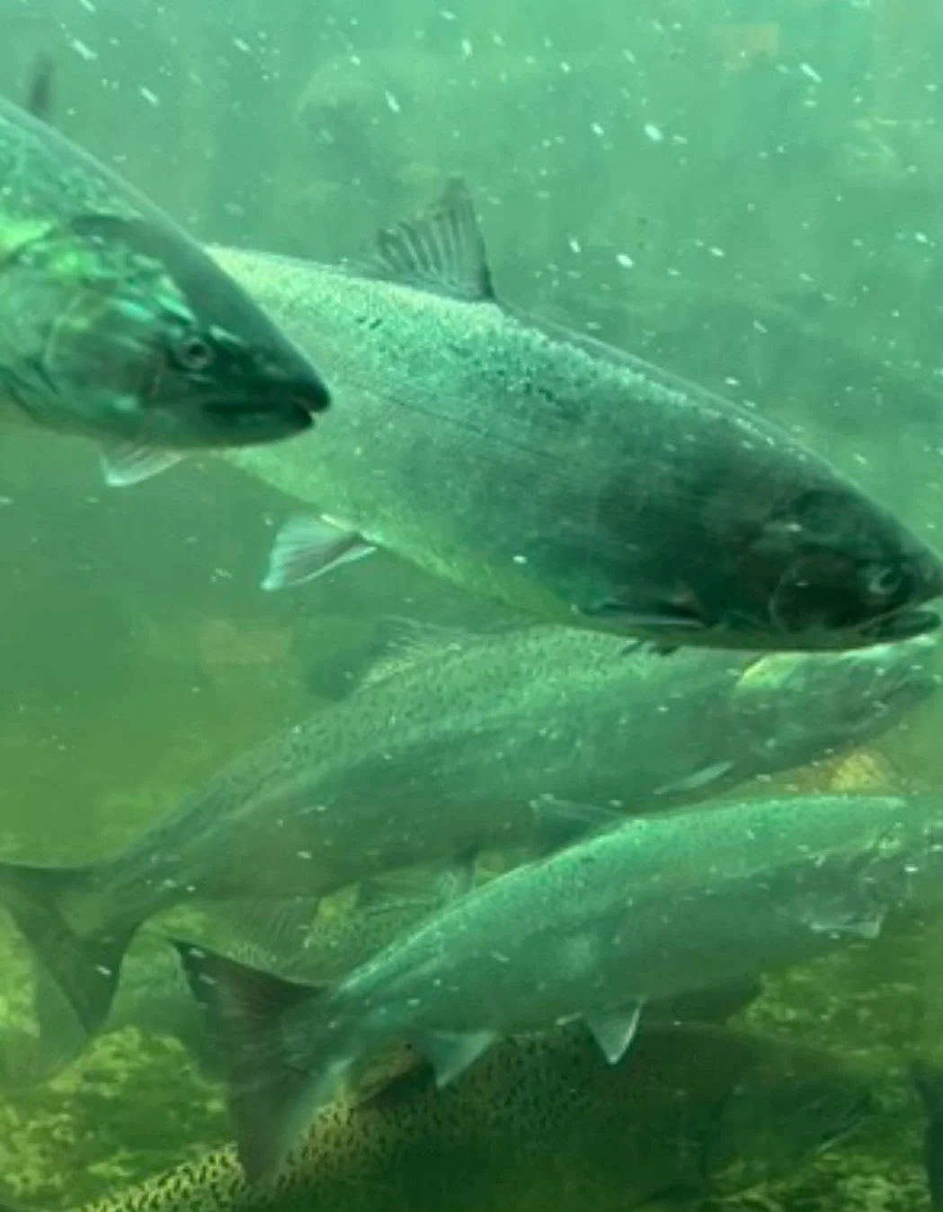 Salmon Experience