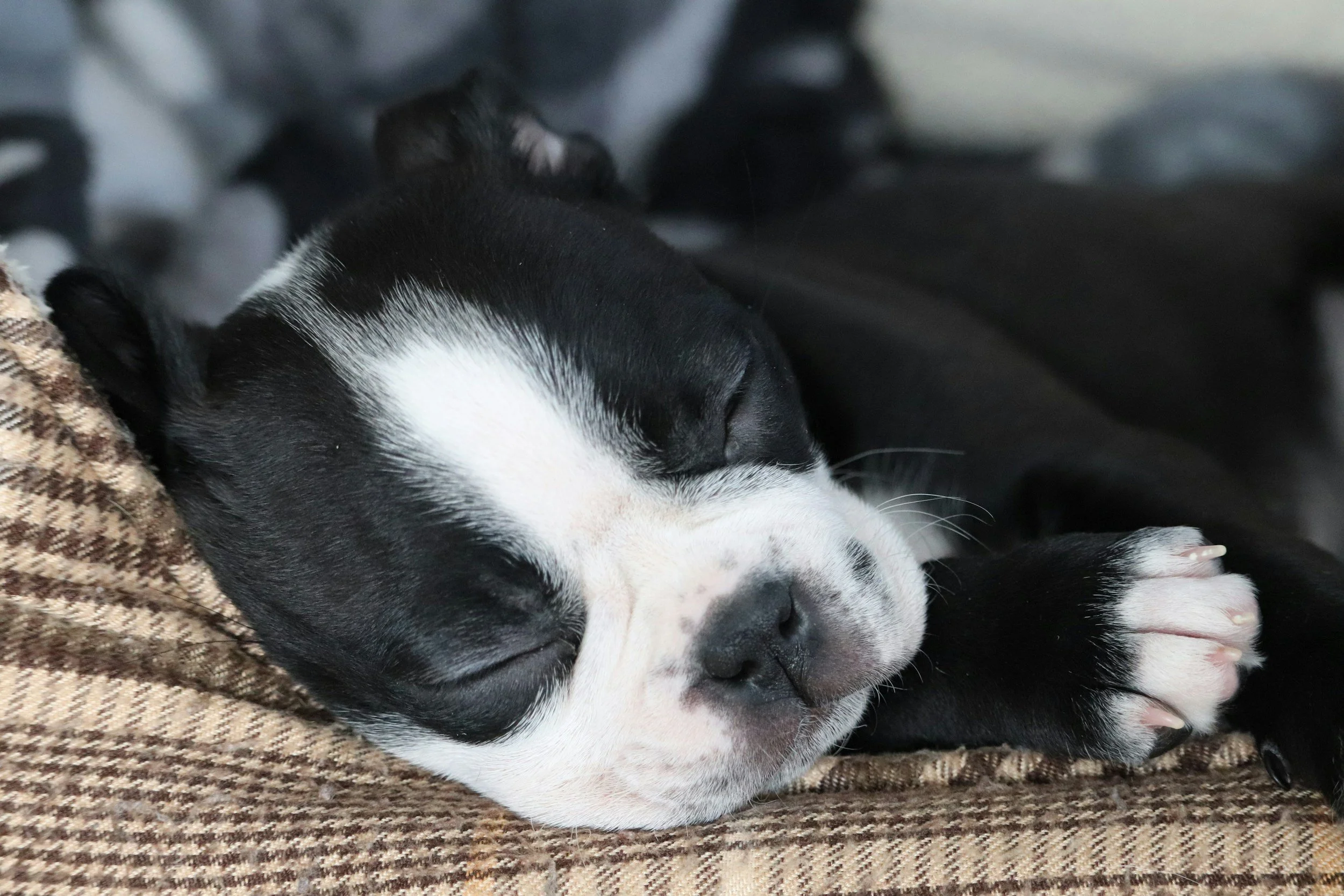 A black and white puppy sleeping peacefully on a brown plaid blanket.