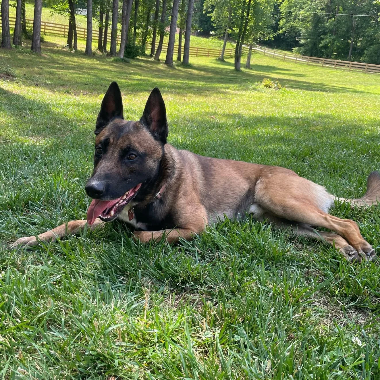 A dog lying on green grass in a backyard with trees and a wooden fence in the background, sunny day.