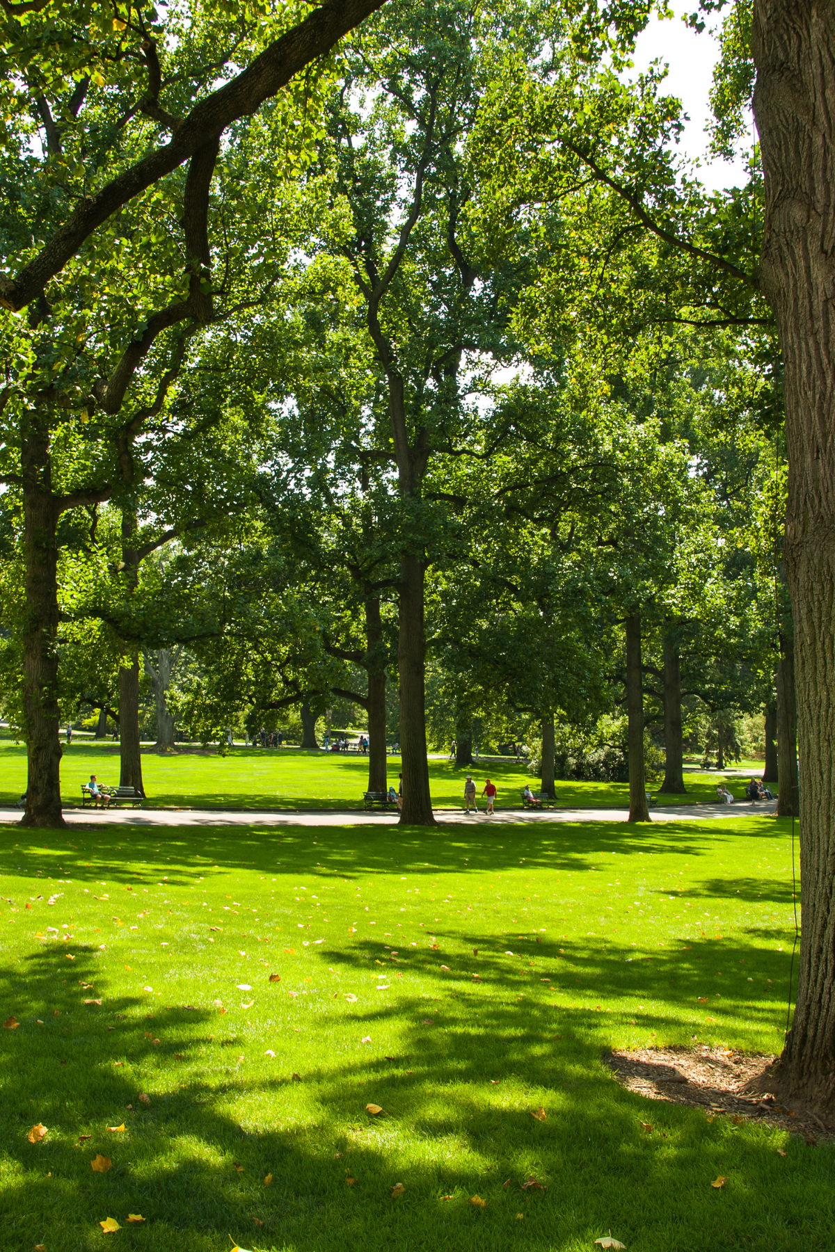 Park green space in Chaplin Estates
