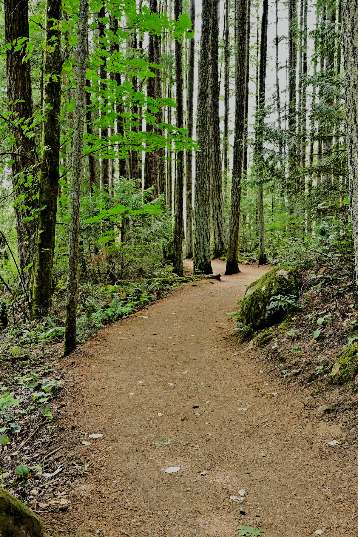 Walking trail path through tall thin trees