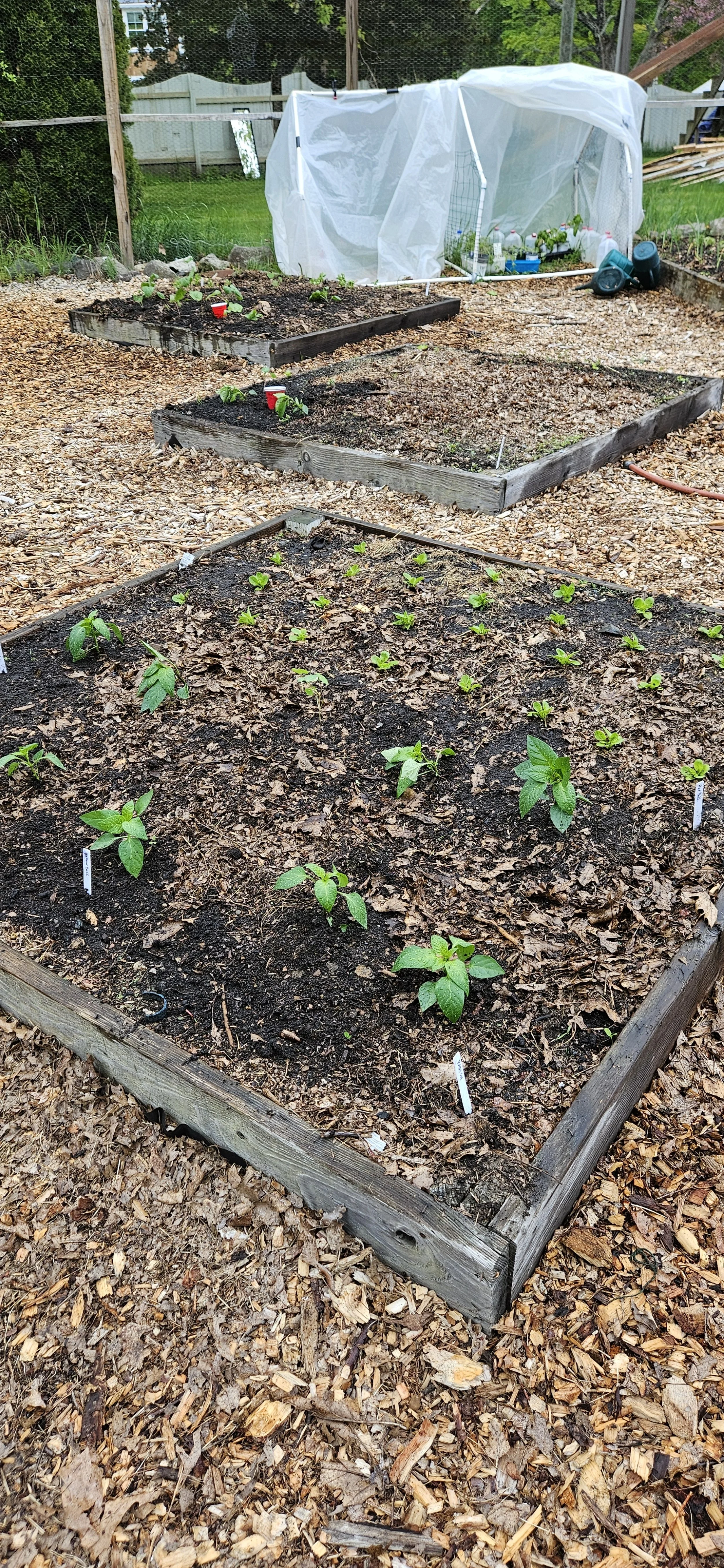 Ripley 5.15.2025 peppers.jpg