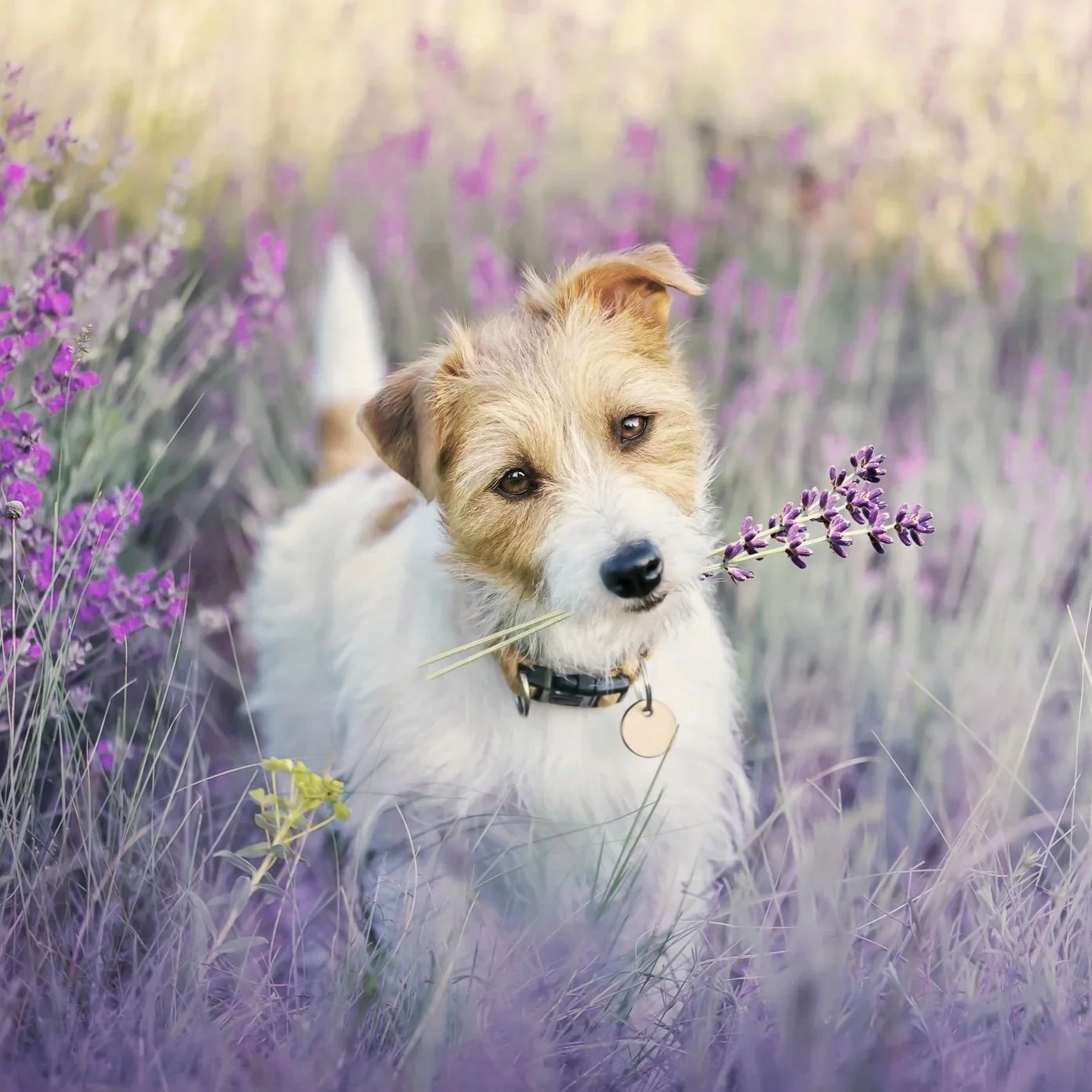 A person holding and cuddling a smiling golden retriever puppy outdoors with mountains in the background.