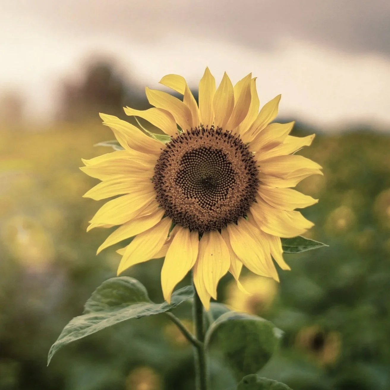 An elderly man wearing a cowboy hat, glasses, and a striped sweater stands with arms crossed next to a blue pickup truck in a rural field.