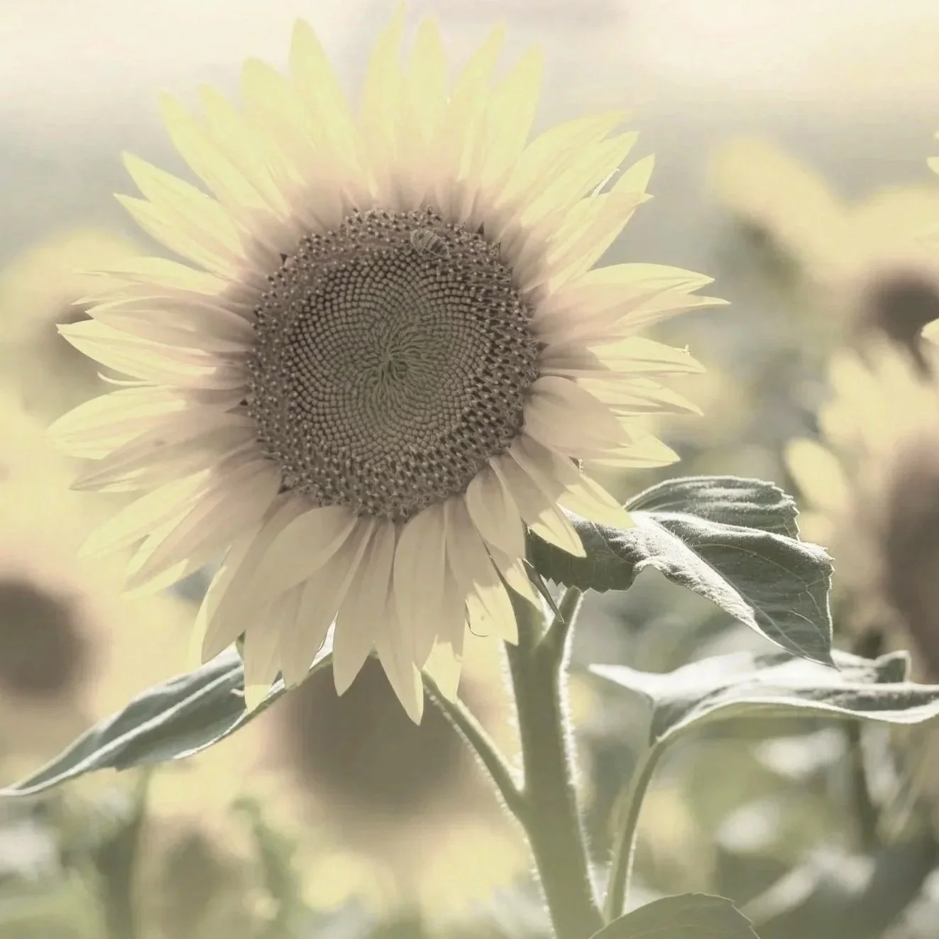 A thoughtful older African American man with glasses, a gray beard, and a gray sweater resting his head on his hand.