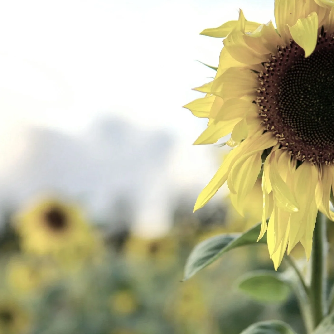 A glowing, semi-transparent human brain with a bright light shining from the center, surrounded by a dark background.