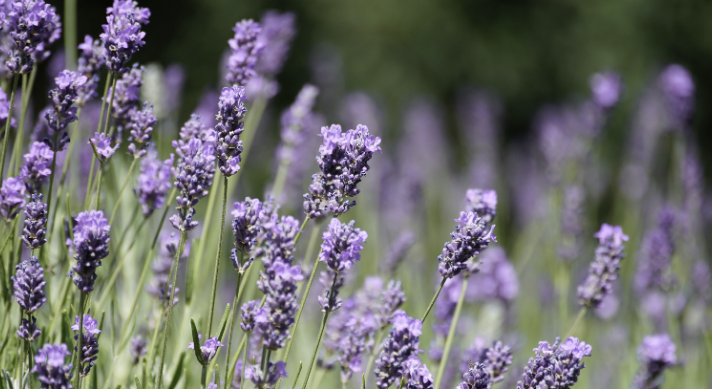 A young woman looking through window blinds with a thoughtful expression.
