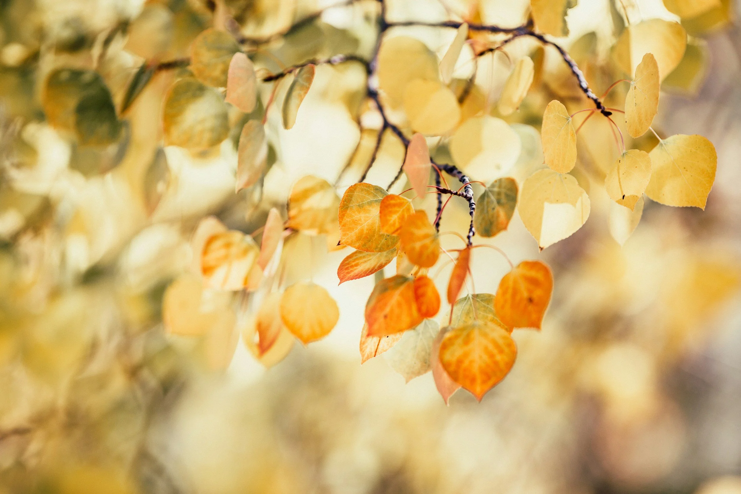 A Support Group for Childless Women: Nurturing Ourselves through Mother Nature