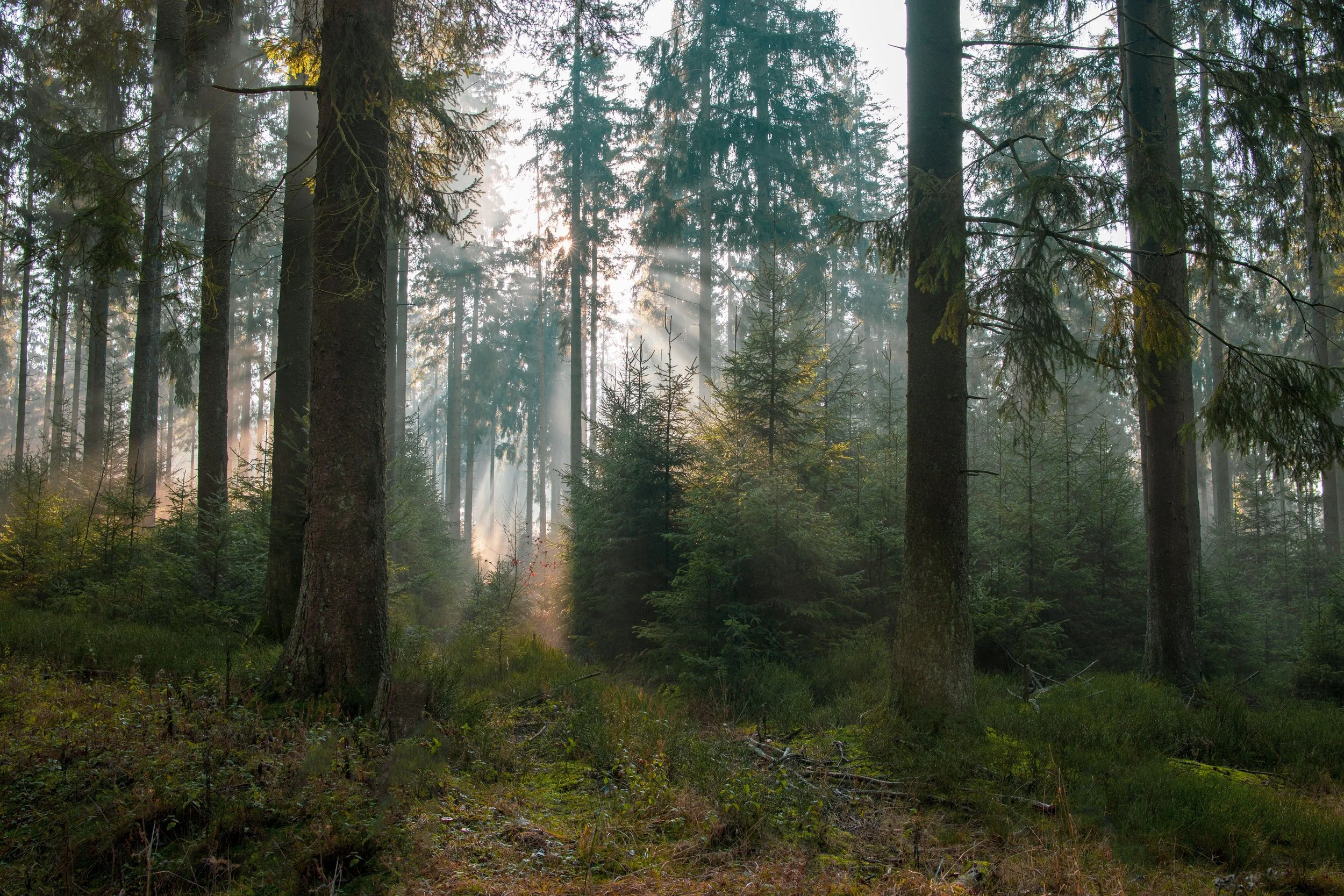 Golden rays of light through the forest representing hope, renewal, and being seen on the healing journey