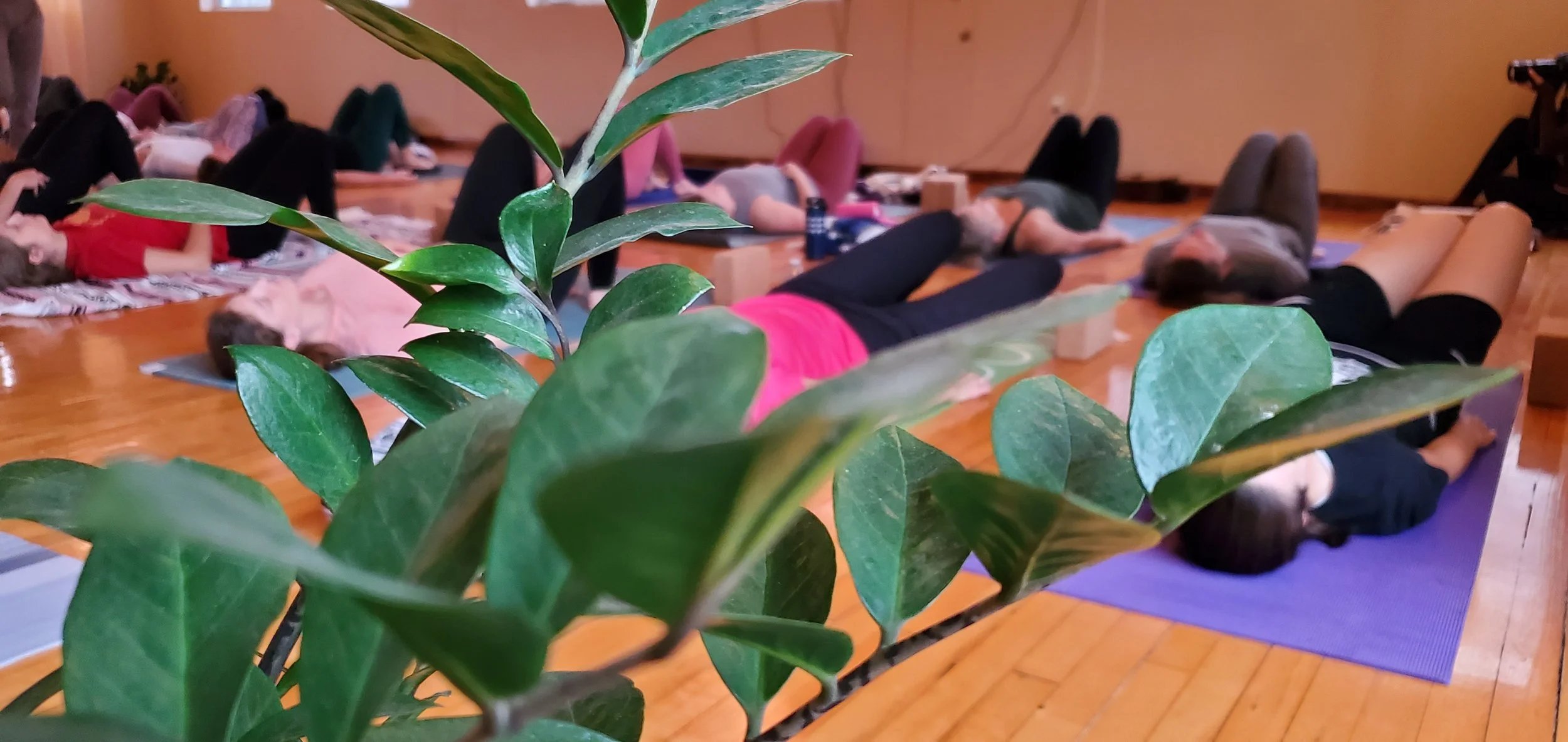 Yin Yoga Weekend Intensive  :  Melting the Body, Waking the Mind