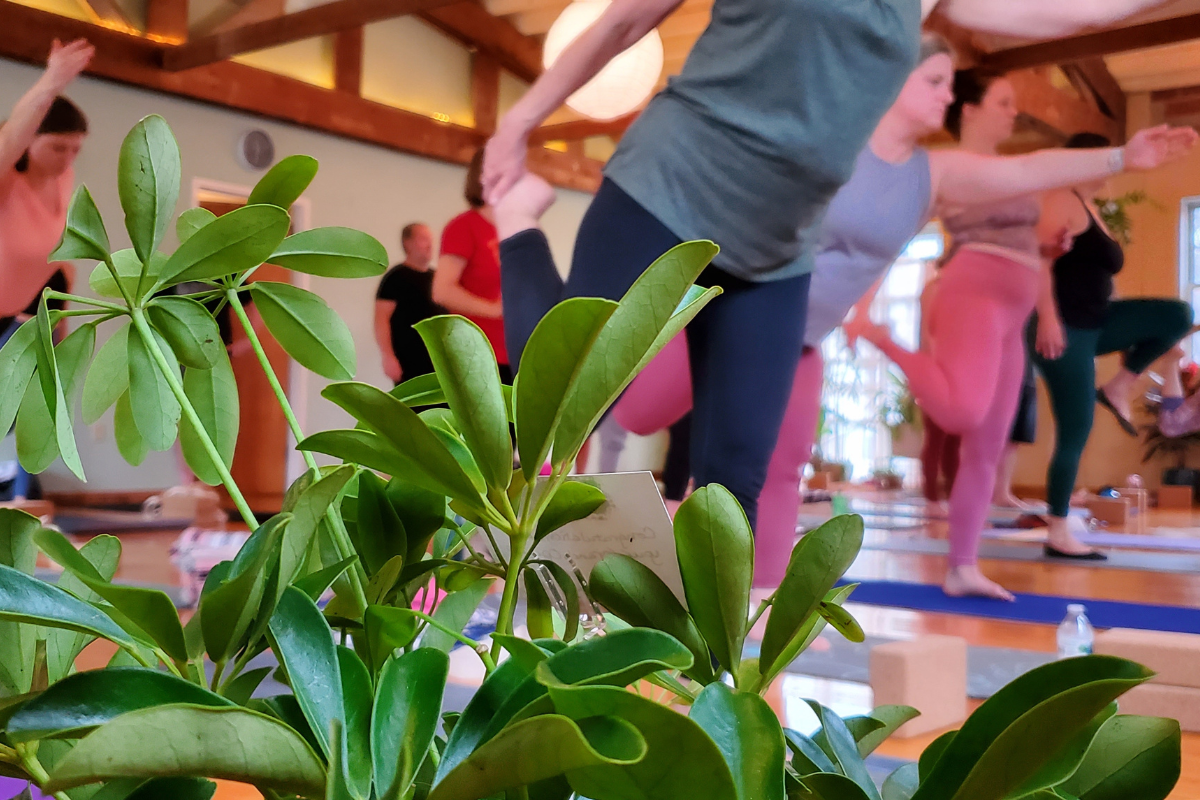 Joy of Yoga: Afternoon Practice