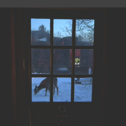 the fawn who captured my heart