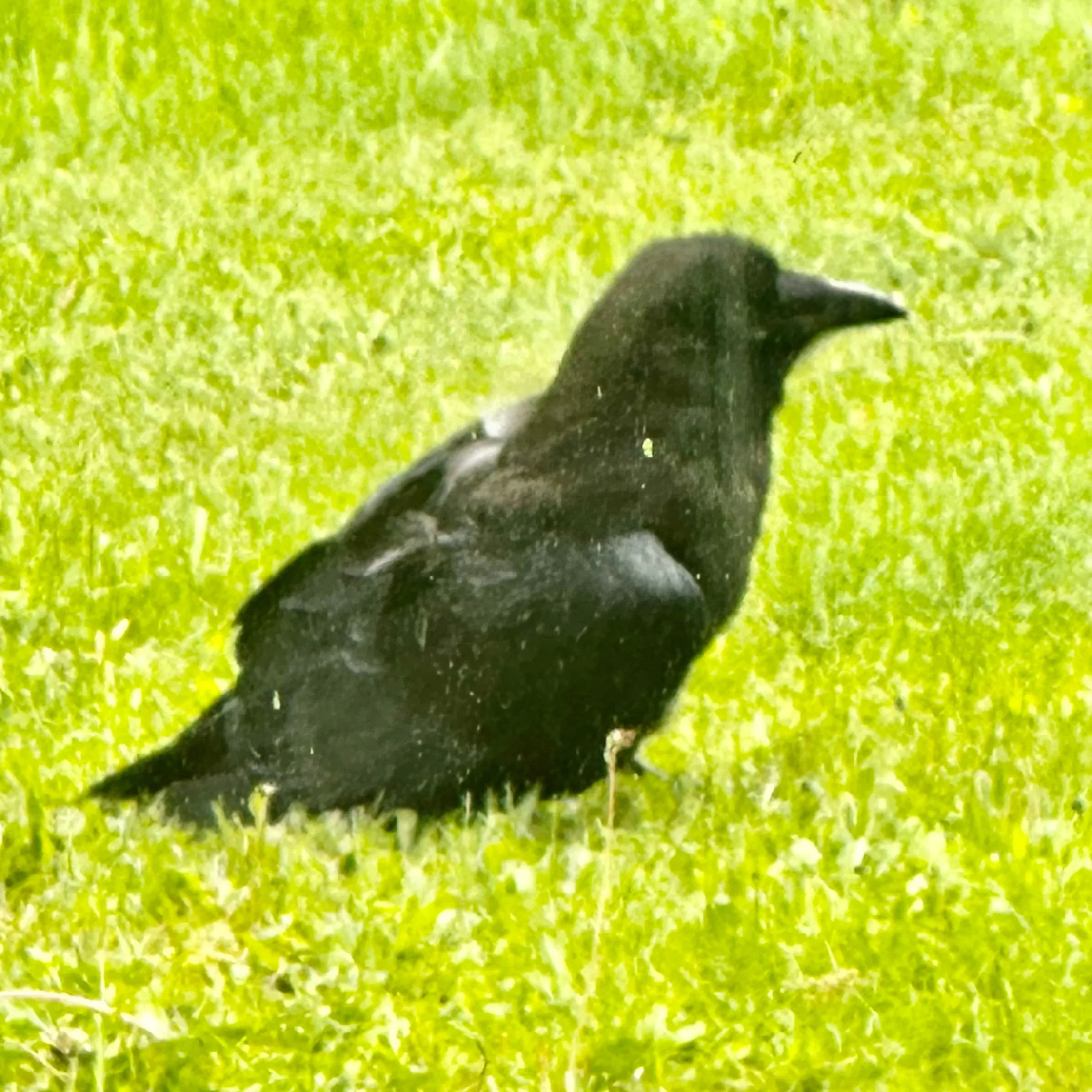 hark the raven