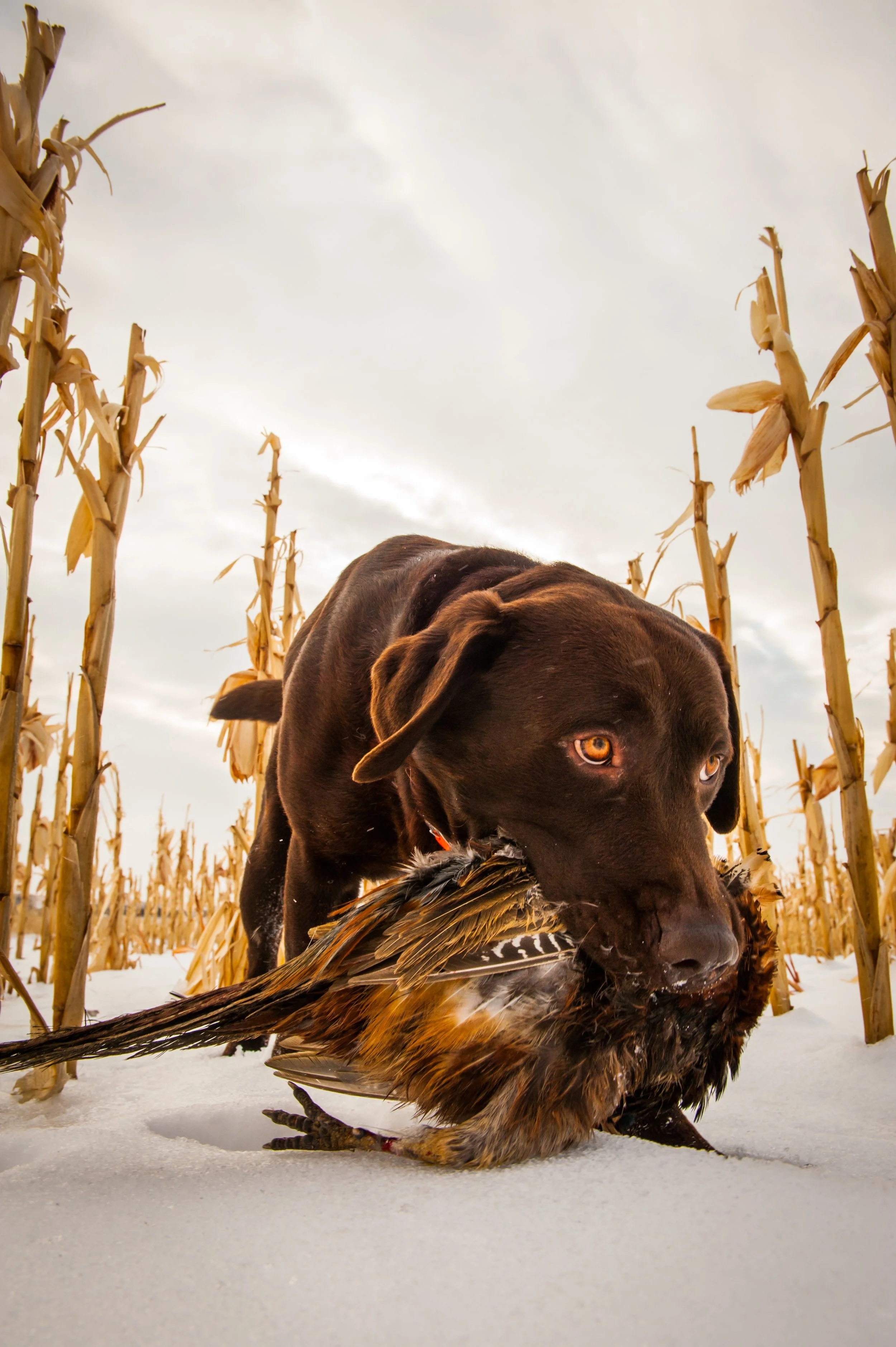 Hunting Dogs — Grossenbacher Photo