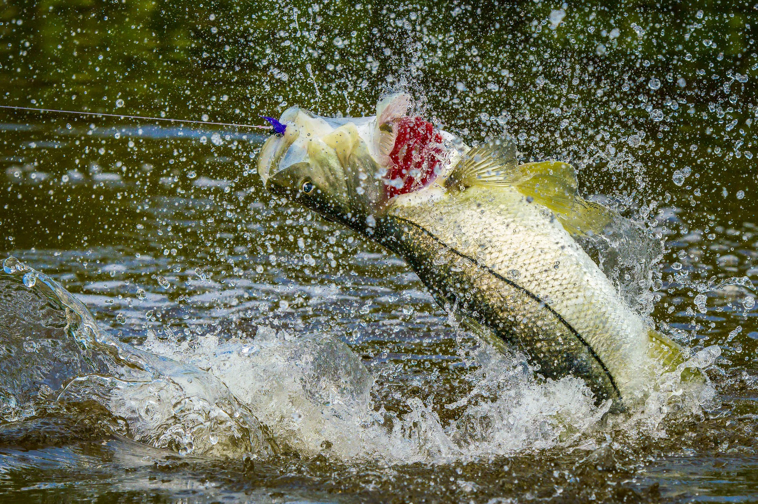 Jumping Snook, Mexico, Snook, Yozuri Pink, Puglesi, Jumping Fish,