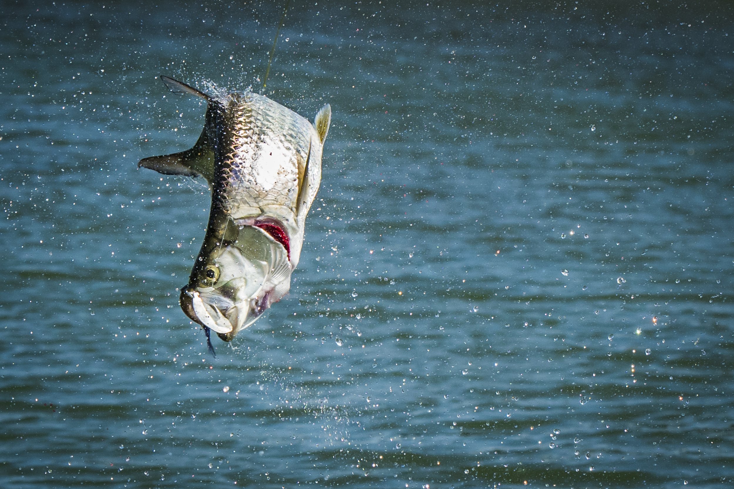 Baby Tarpon, Jumping Fish, Fly Fishing, Mexico, Saltwater,