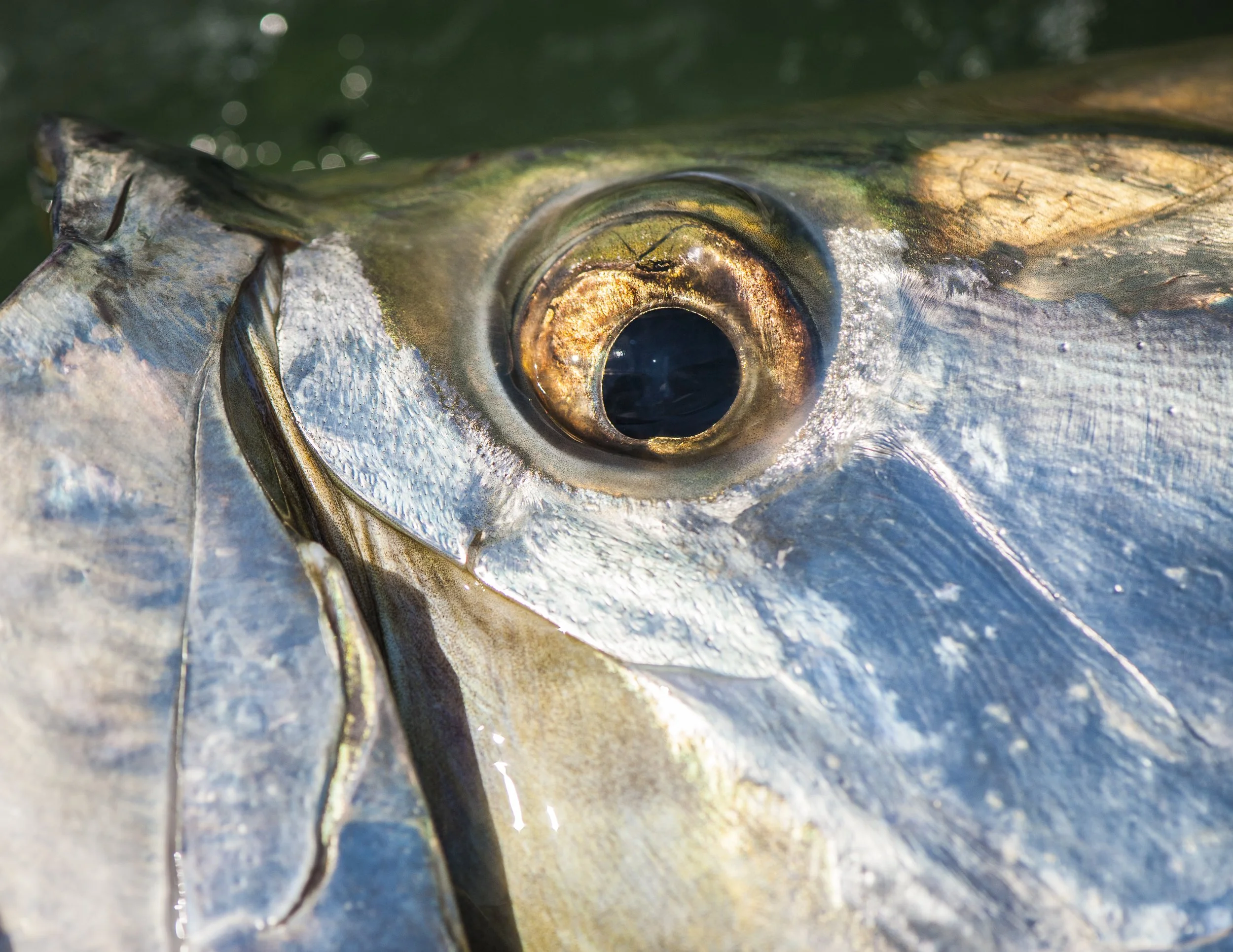 Tarpon, Close up, Fly Fishing, Saltwater, Fish, Art,