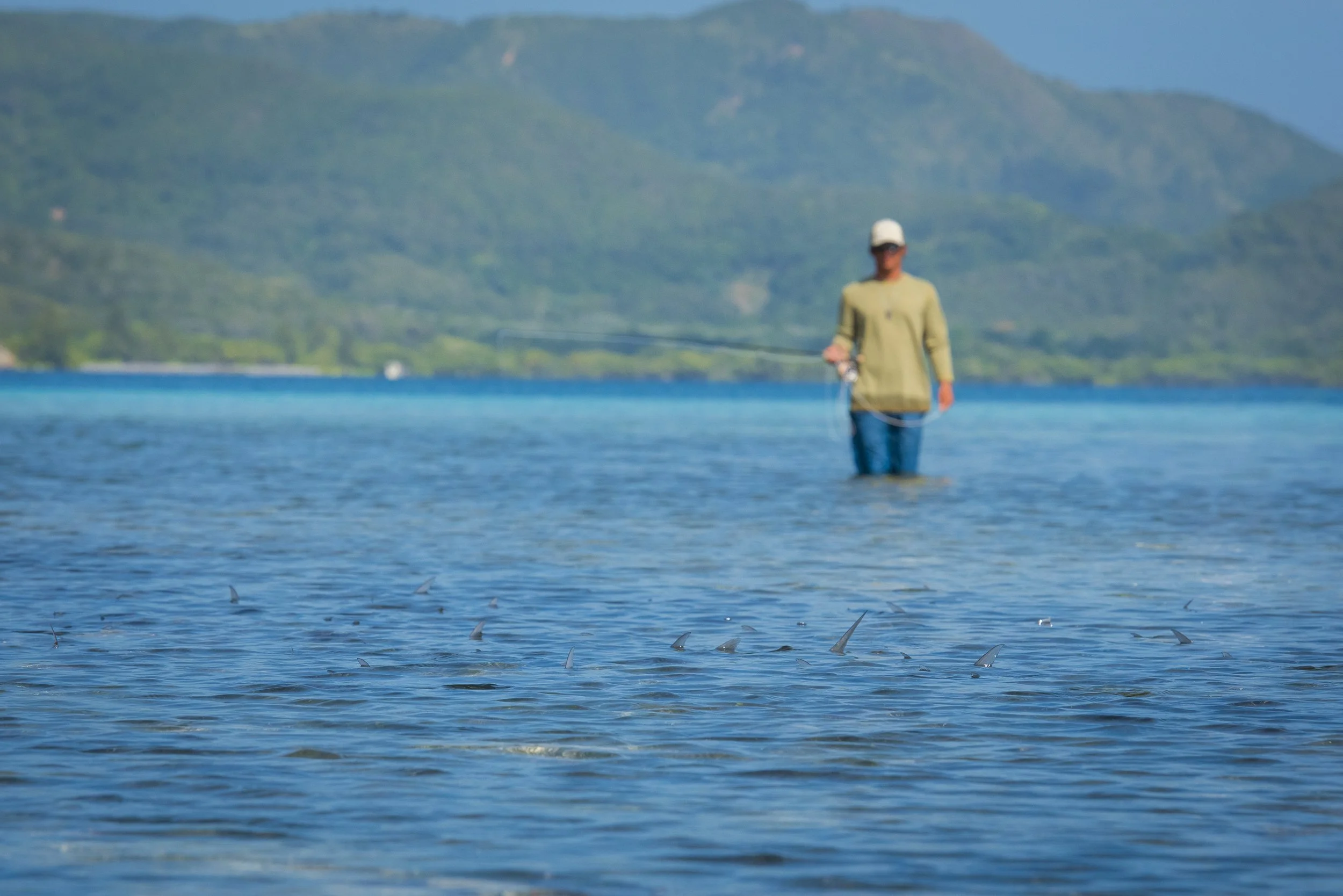 Tailing Bonefish, Honduras