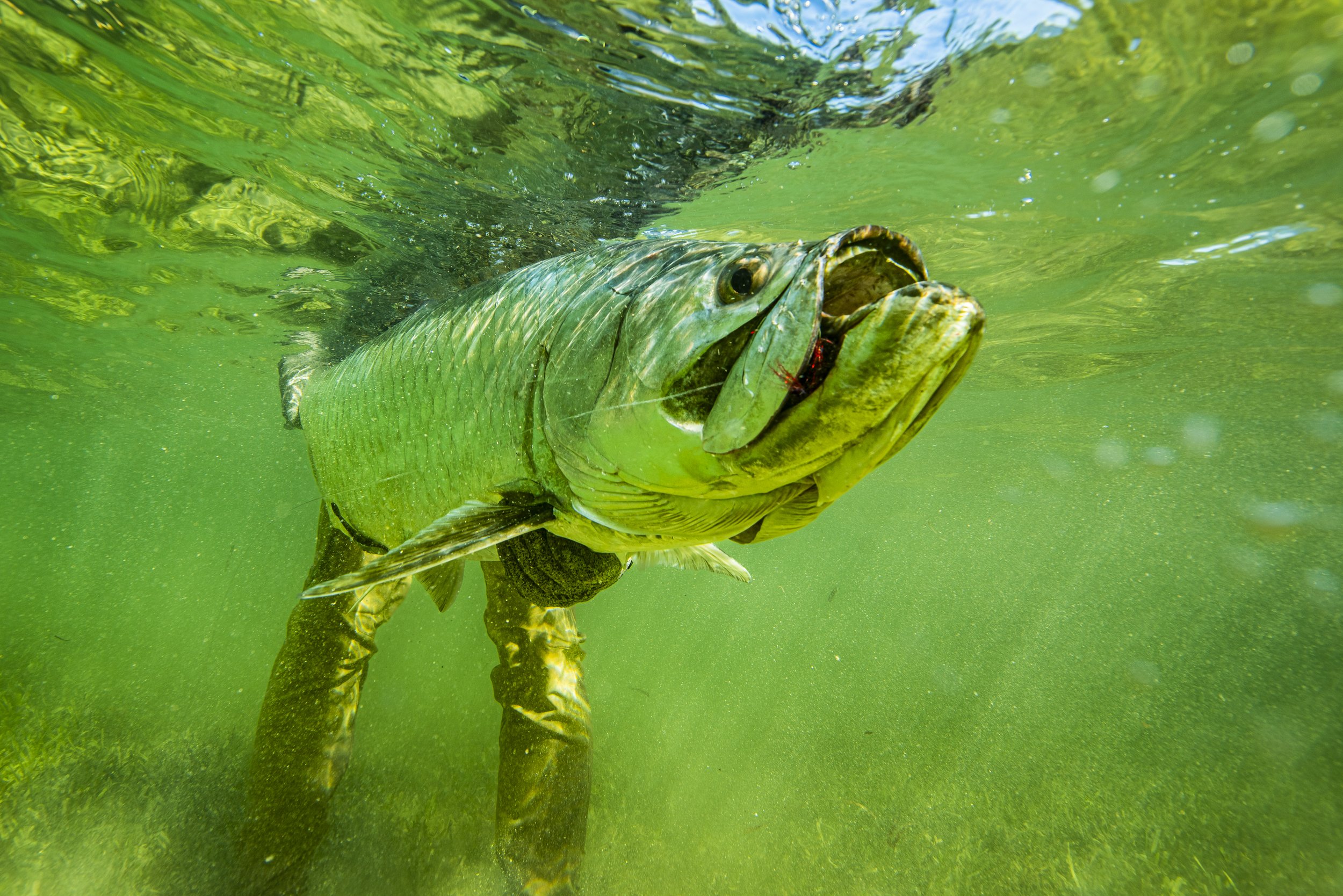 Tarpon, Belize, Fly Fishing, Underwater Photography, Giant Tarpon,