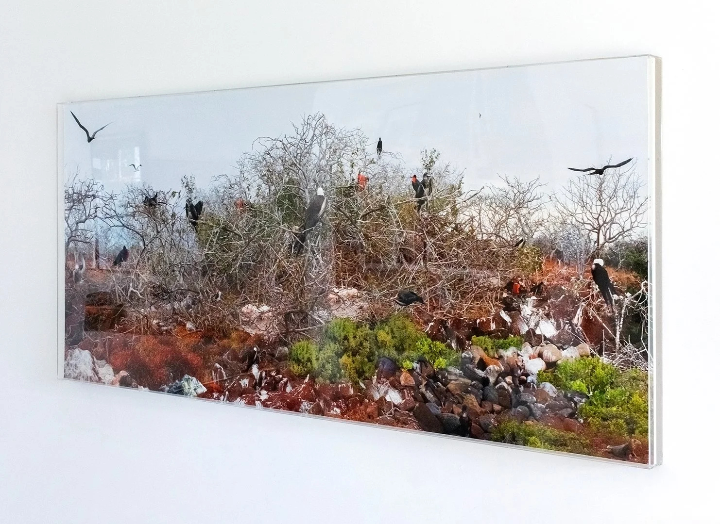 "O Ninho" (2016) | 90x200cm | Impressão Fine art papel Hahnemühle photo RAG 308gms com moldura em caixa acrílica | Edição 2/5