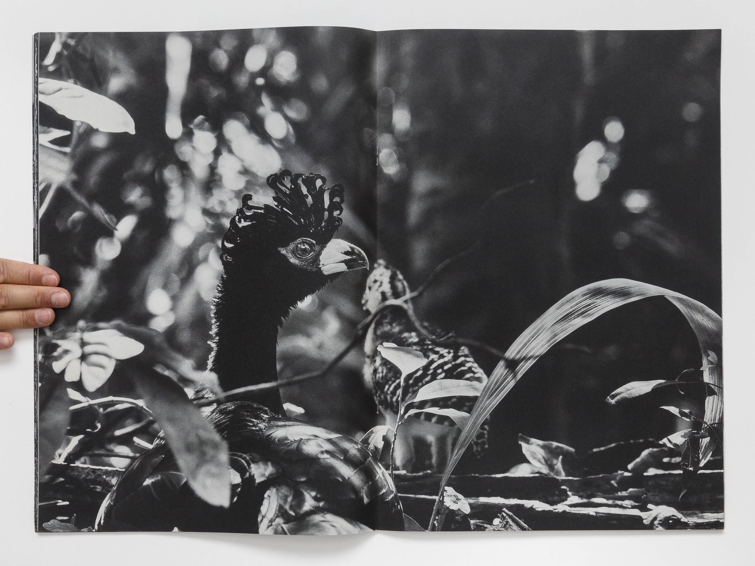 Serra Do Amolar - Sebastiao Salgado 08.jpeg