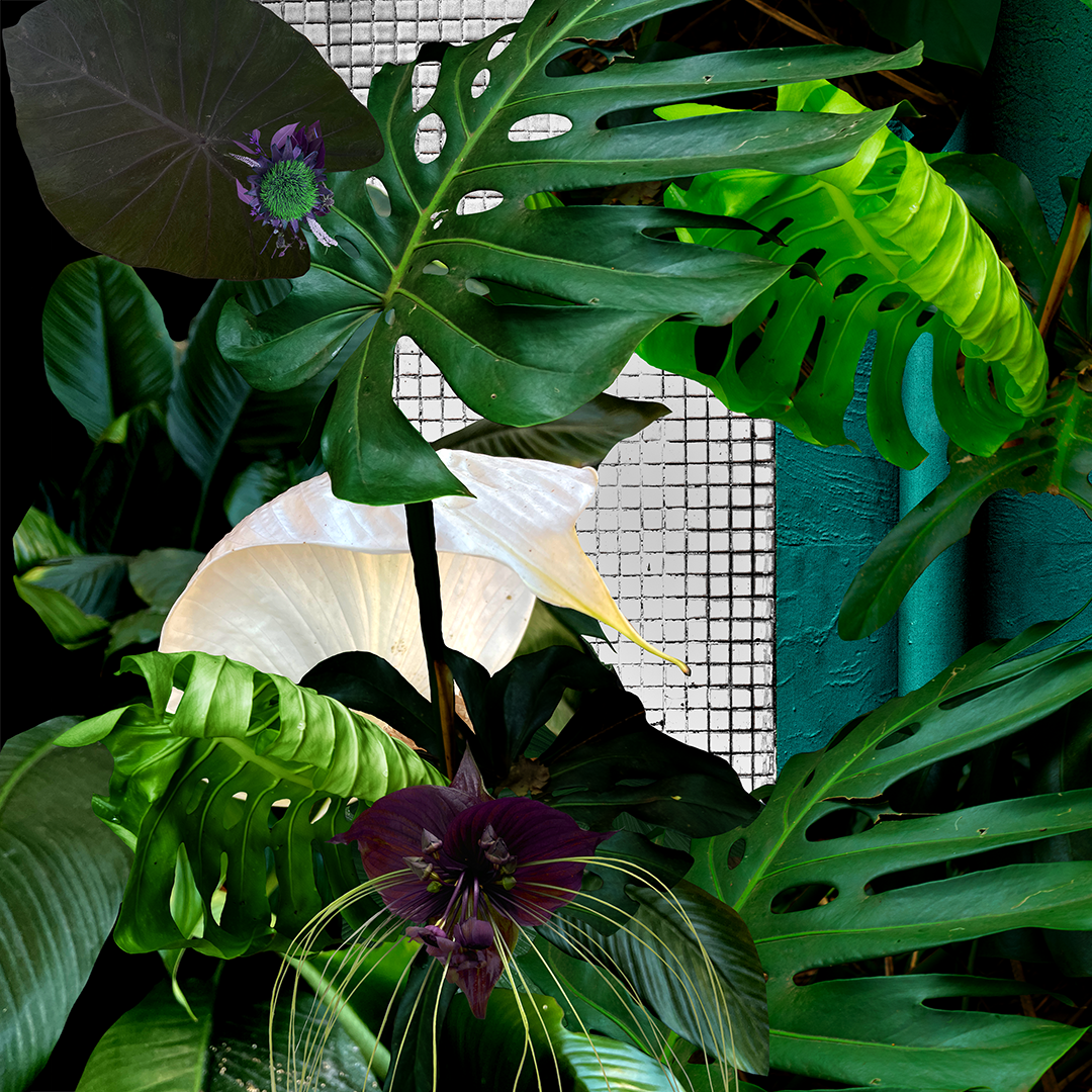 FlorDoAsfalto_01_30x30_Net.png