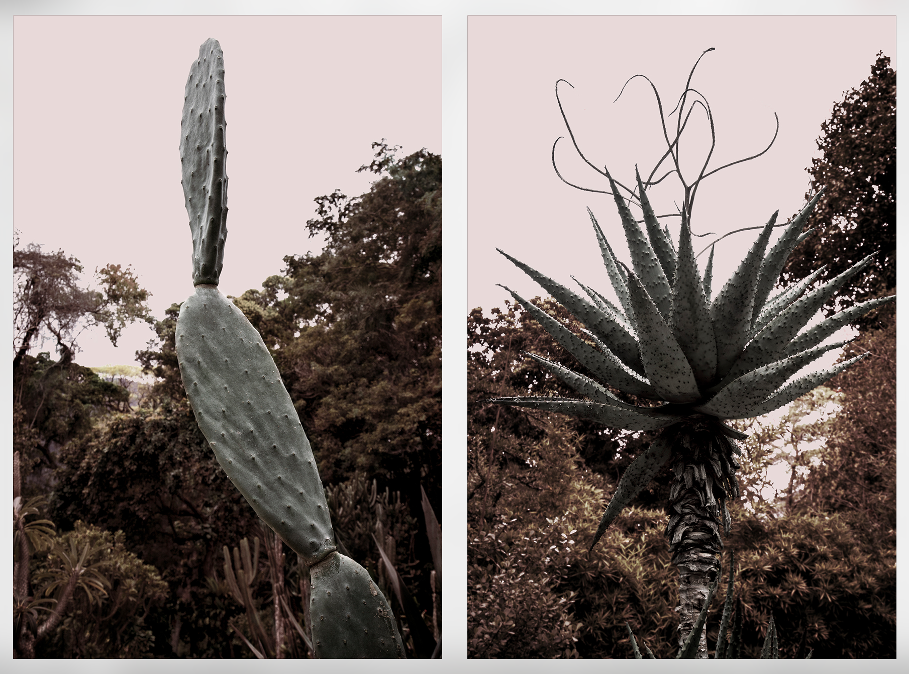 "Cactos VII" (2015) | 90x60cm (cada) | Impressão Fine art papel Hahnemühle photo RAG 308gms | Edição 2/5
