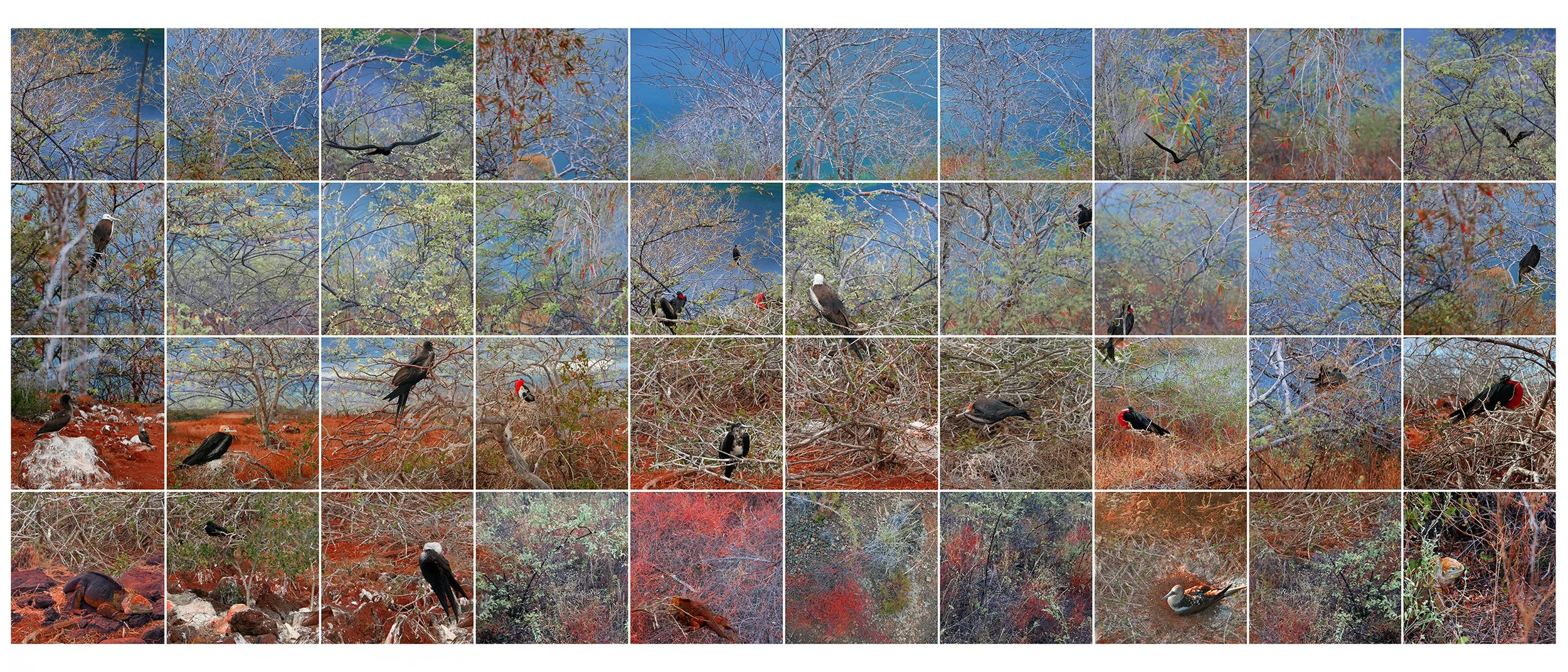 "Pássaros" (2017) | 80x200cm | Impressão Fine art papel em metacrilato | Edição 2/5