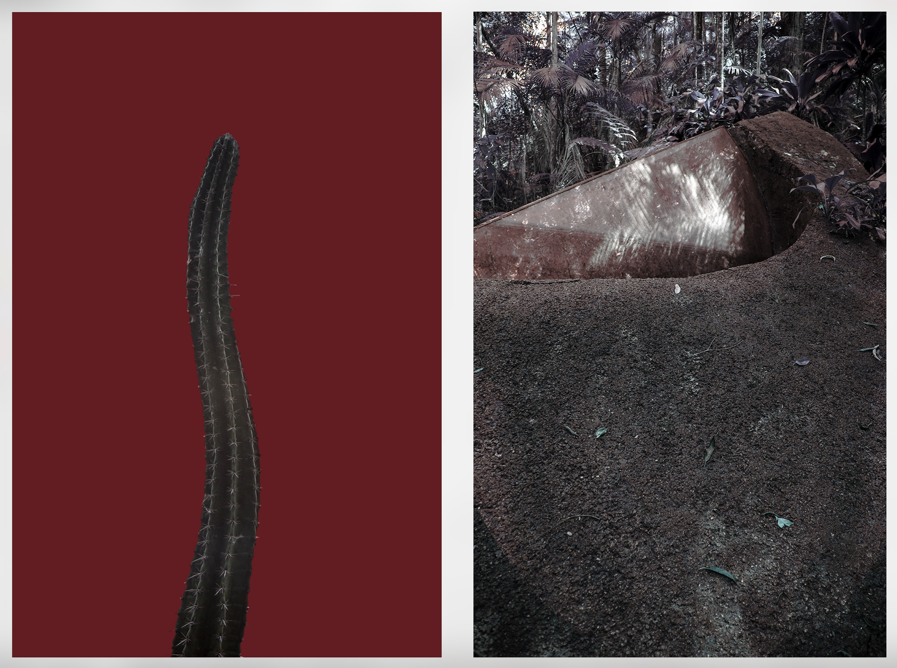 "Cactos VIII" (2015) | 90x60cm (cada) | Impressão Fine art papel Hahnemühle photo RAG 308gms | Edição 2/5