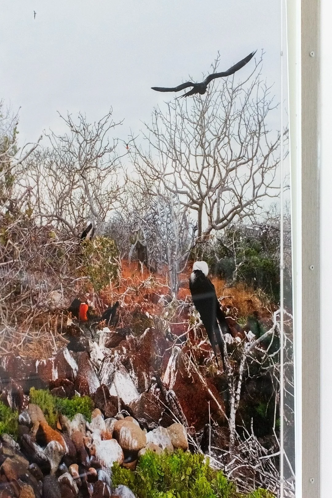 "O Ninho" (2016) | 90x200cm | Impressão Fine art papel Hahnemühle photo RAG 308gms com moldura em caixa acrílica | Edição 2/5