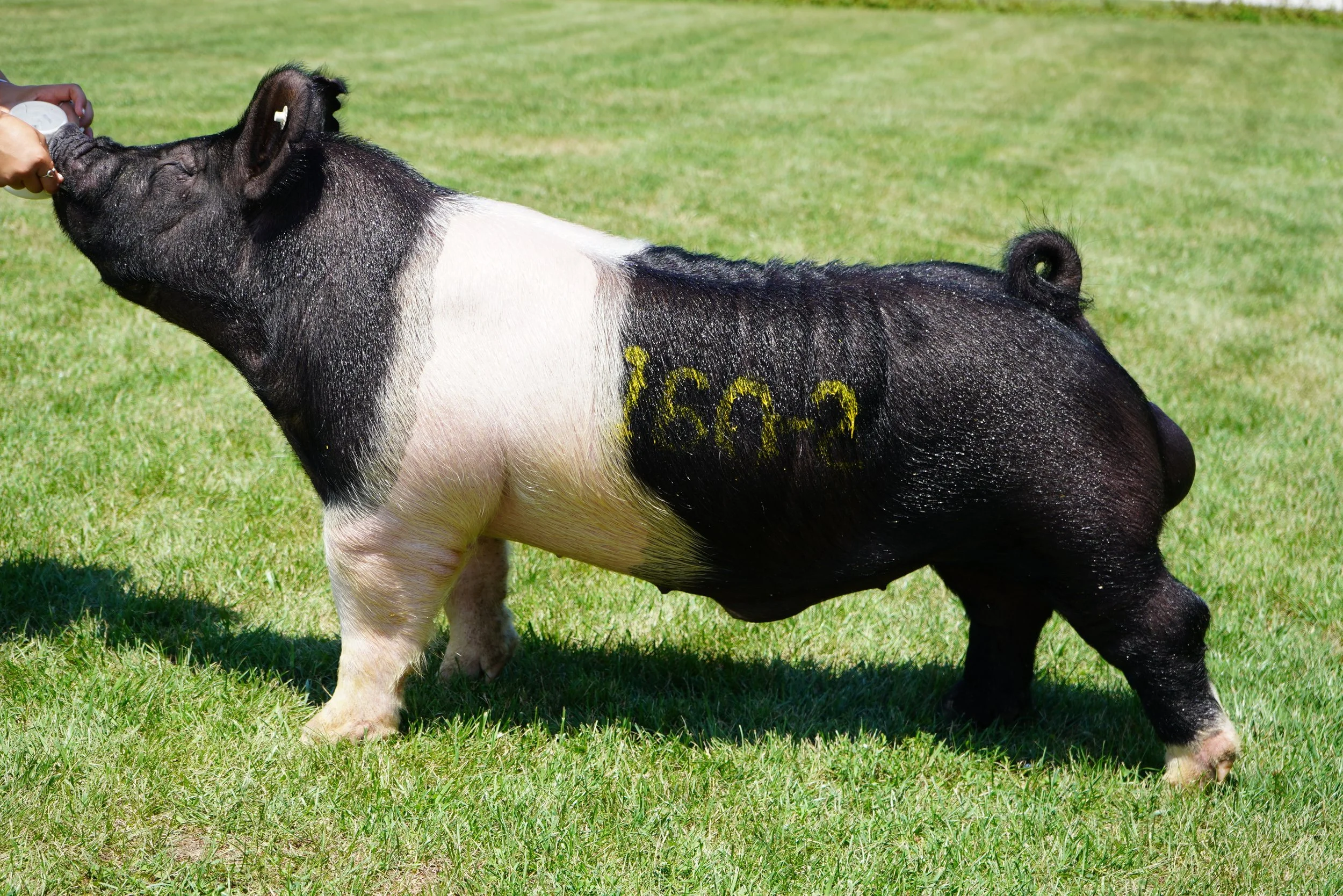 Chill Factor — Shaffer's Goldrush